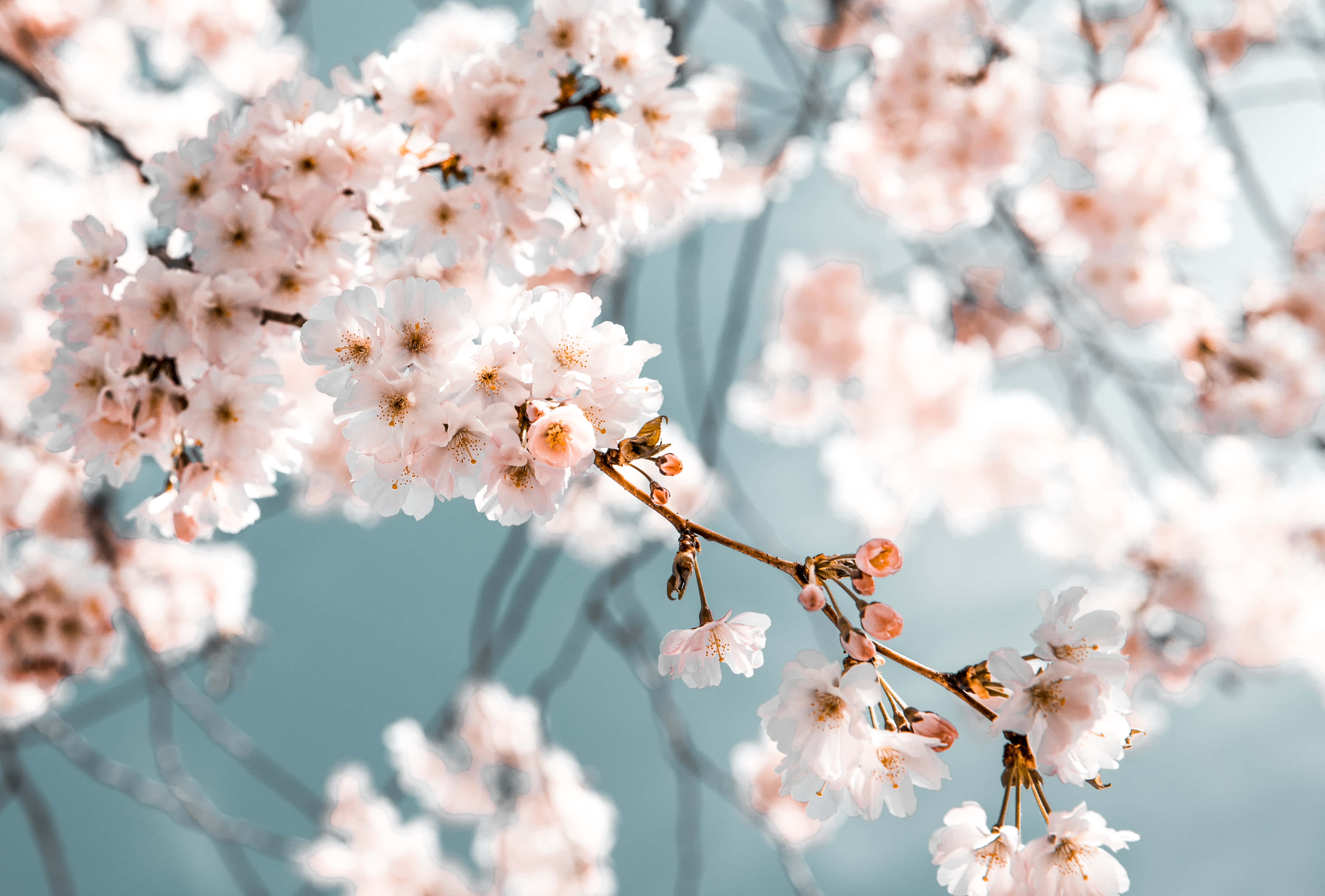 デスクトップ壁紙 桜 壁紙