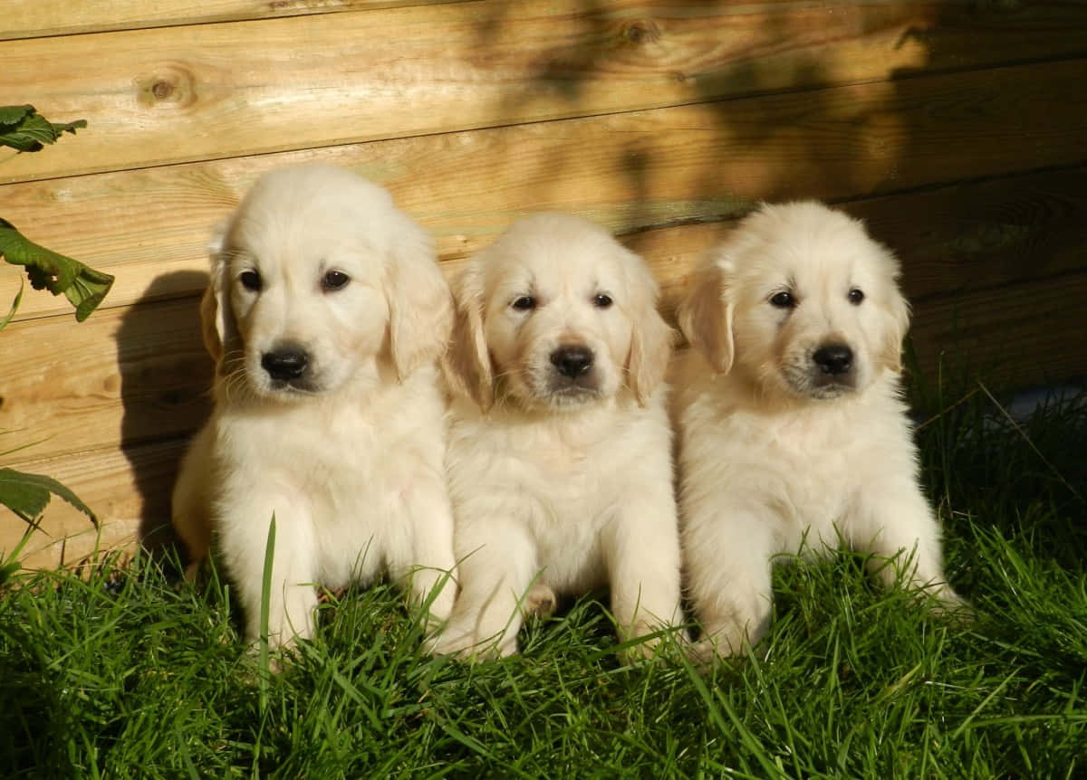 トリプレッツ ゴールデンレトリバーの子犬写真 壁紙