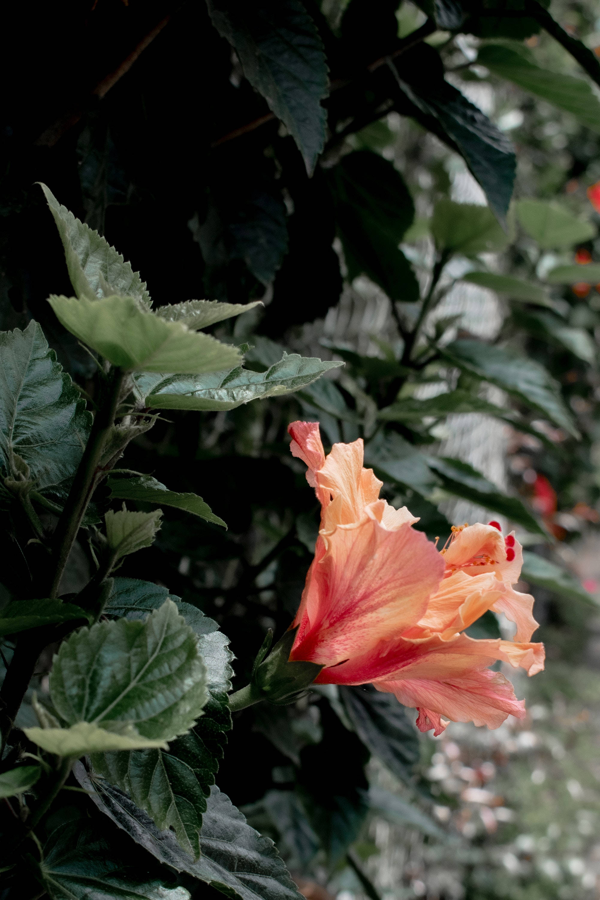 ハイビスカスの花 植物 エステティック 壁紙