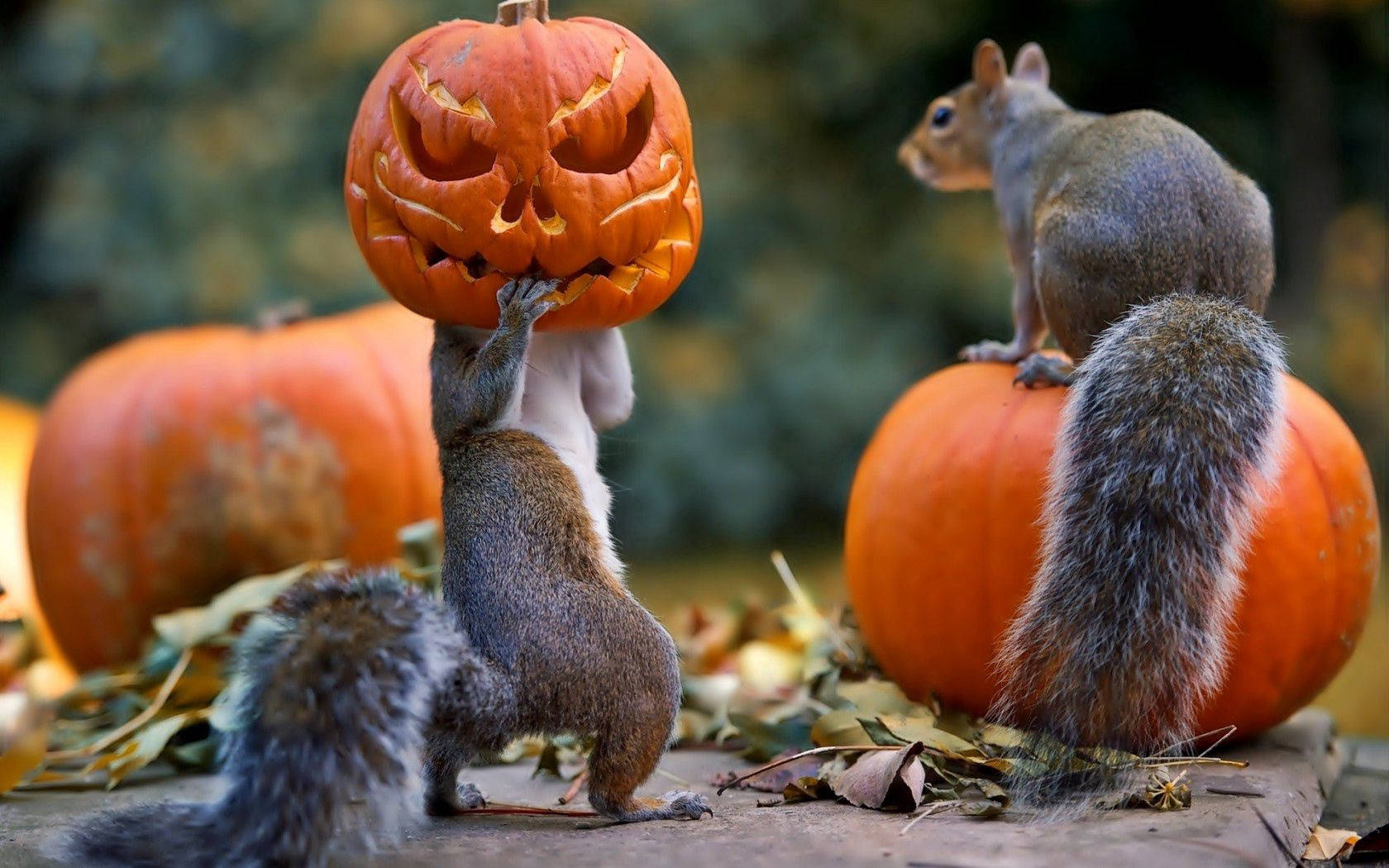 ハッピーハロウィン！この二匹のリスから 壁紙