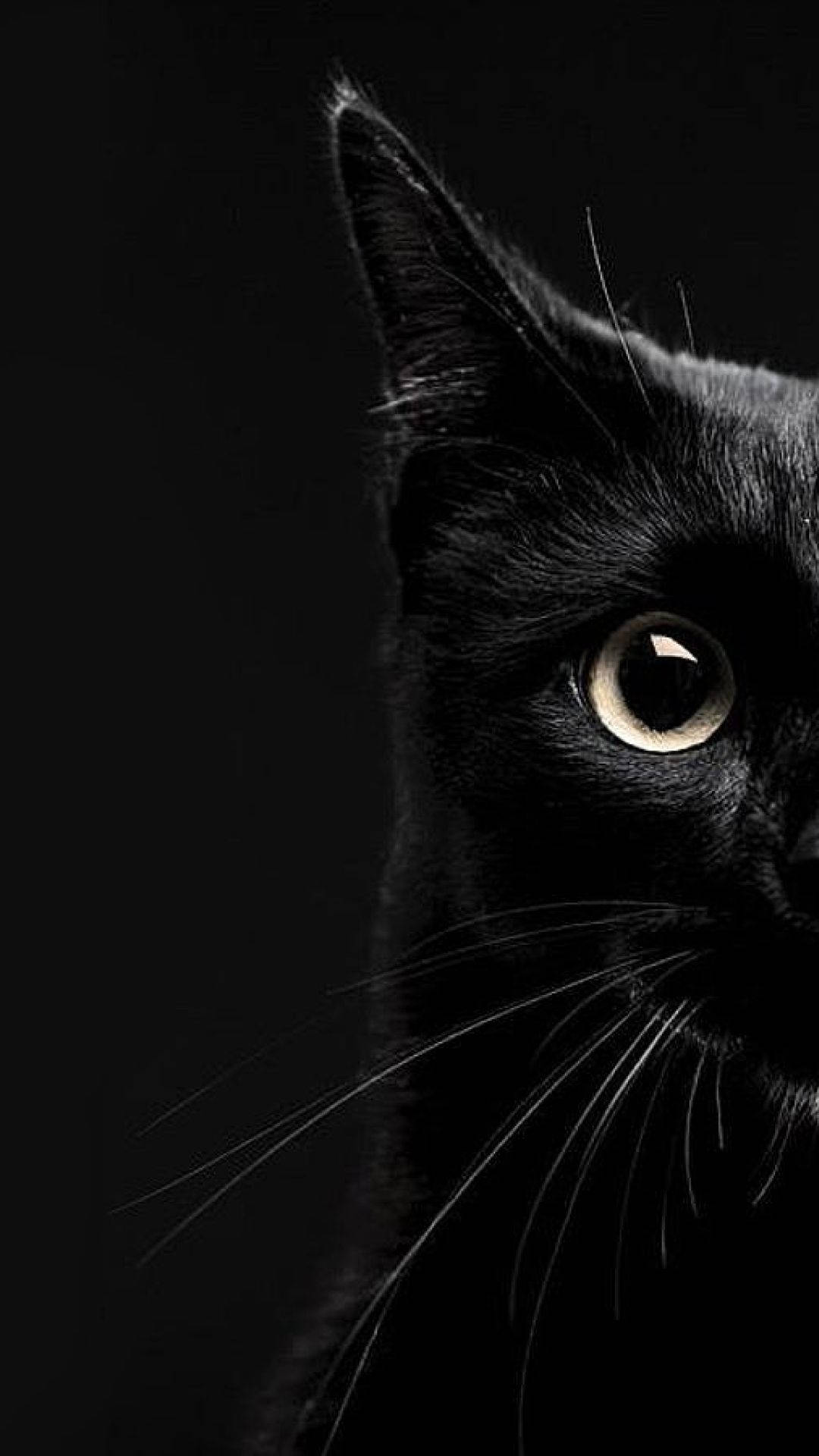 ハーフショットの黒猫、iPhone用スタイリッシュ壁紙 壁紙