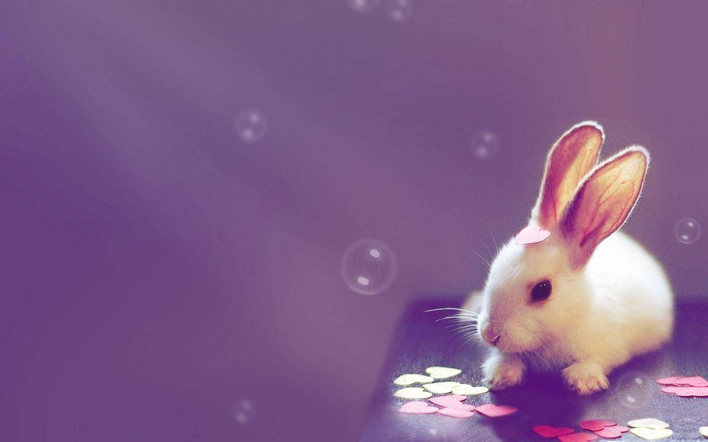 バニーハートかわいいデスクトップ 壁紙