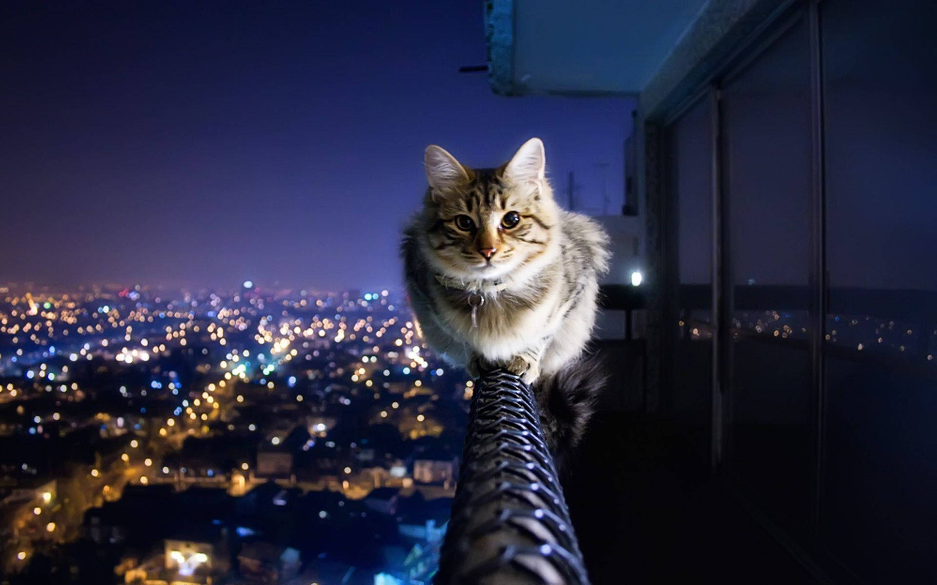バルコニーの猫と夜の雰囲気 壁紙