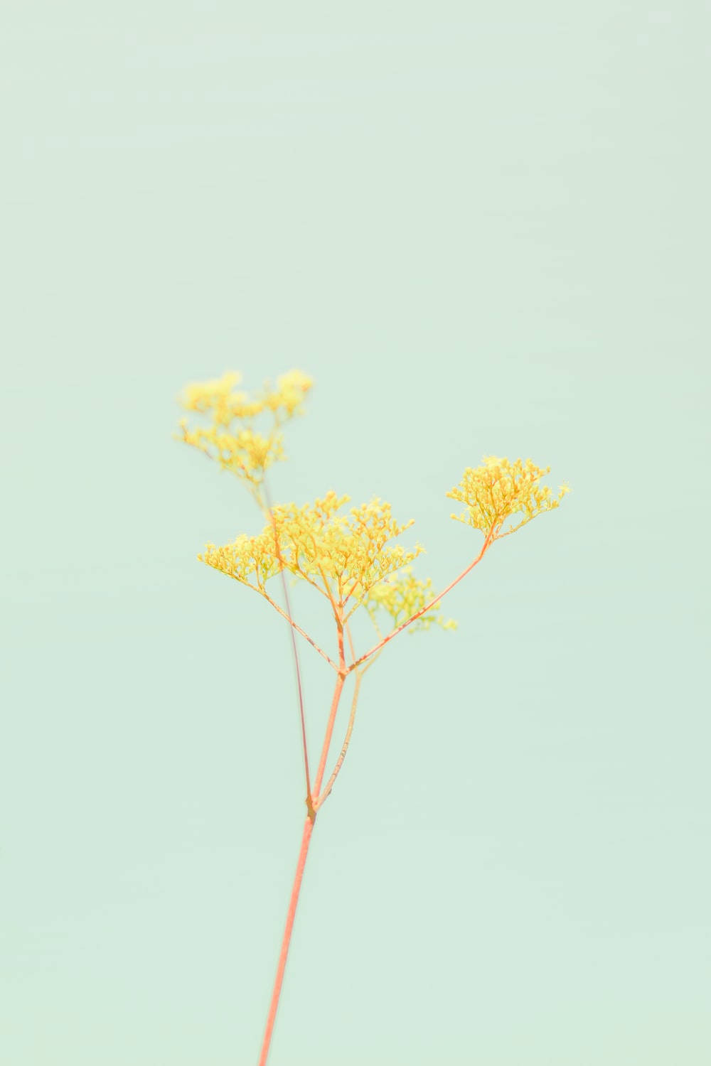 パステルイエローの花の美学 壁紙