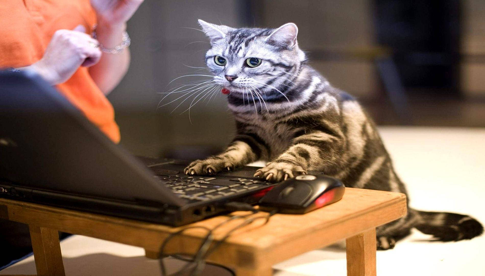 パソコンを使う面白い猫 壁紙