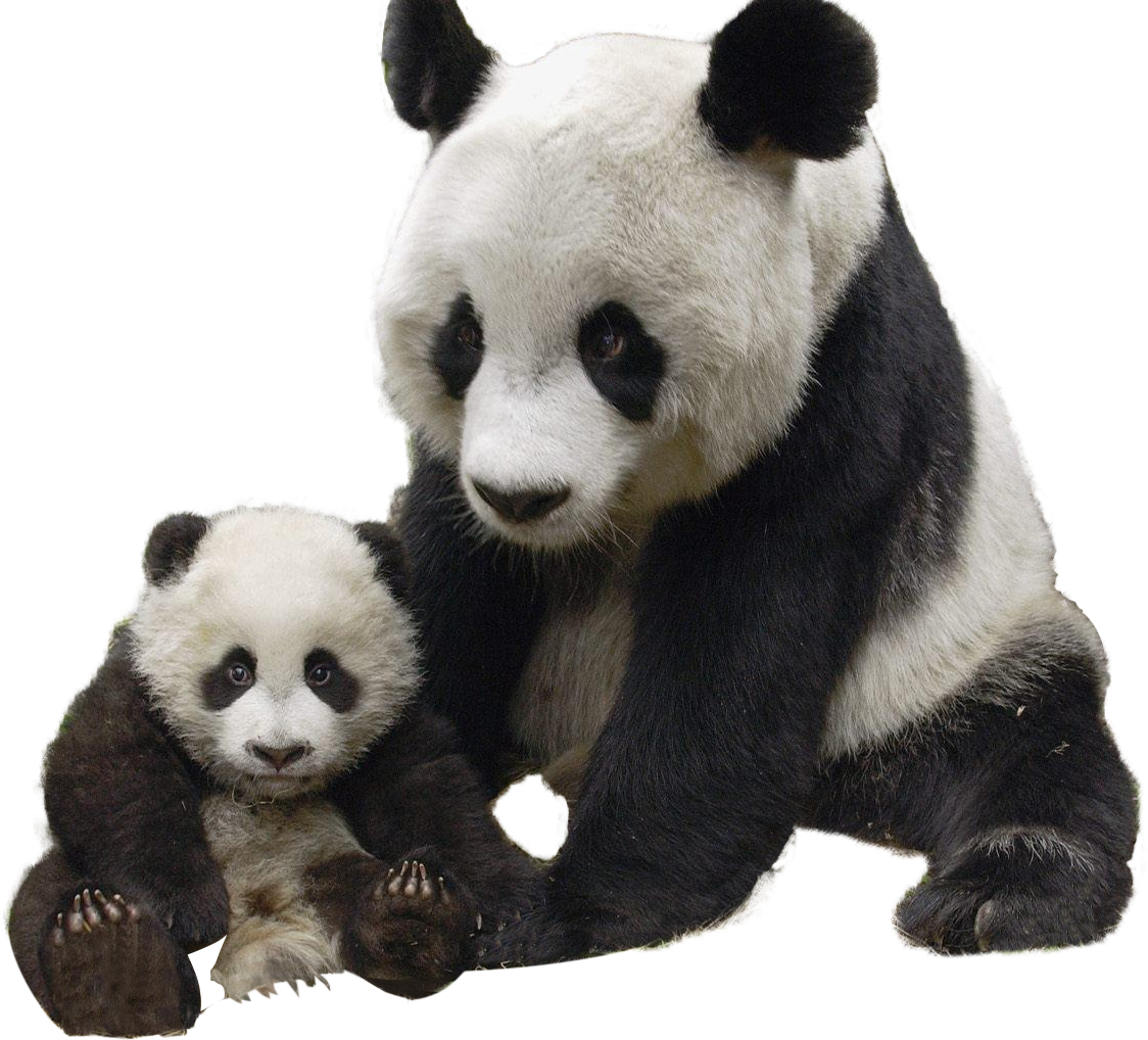 パンダと子パンダの絆 壁紙