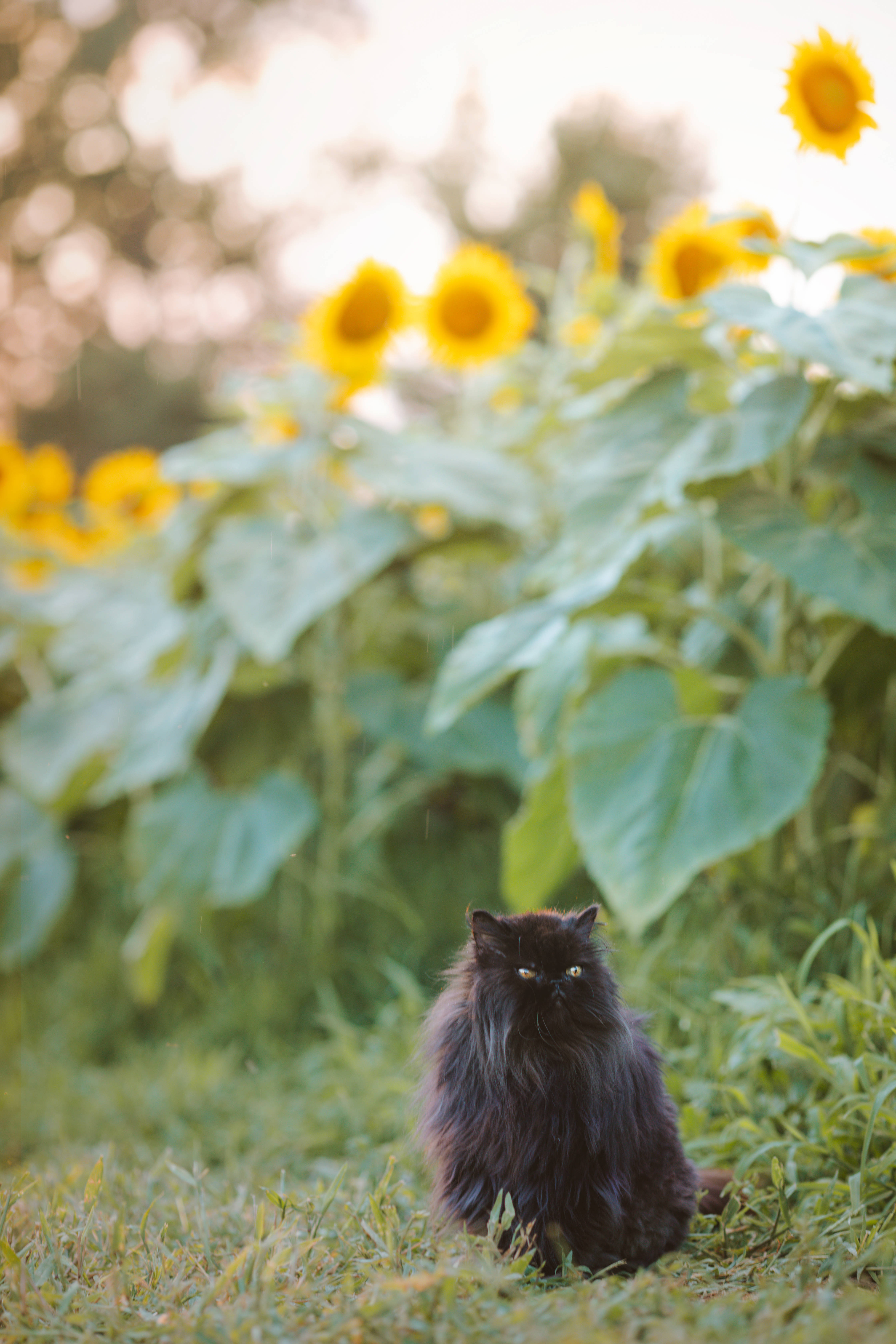 ヒマワリと一緒の雰囲気のある黒猫 壁紙