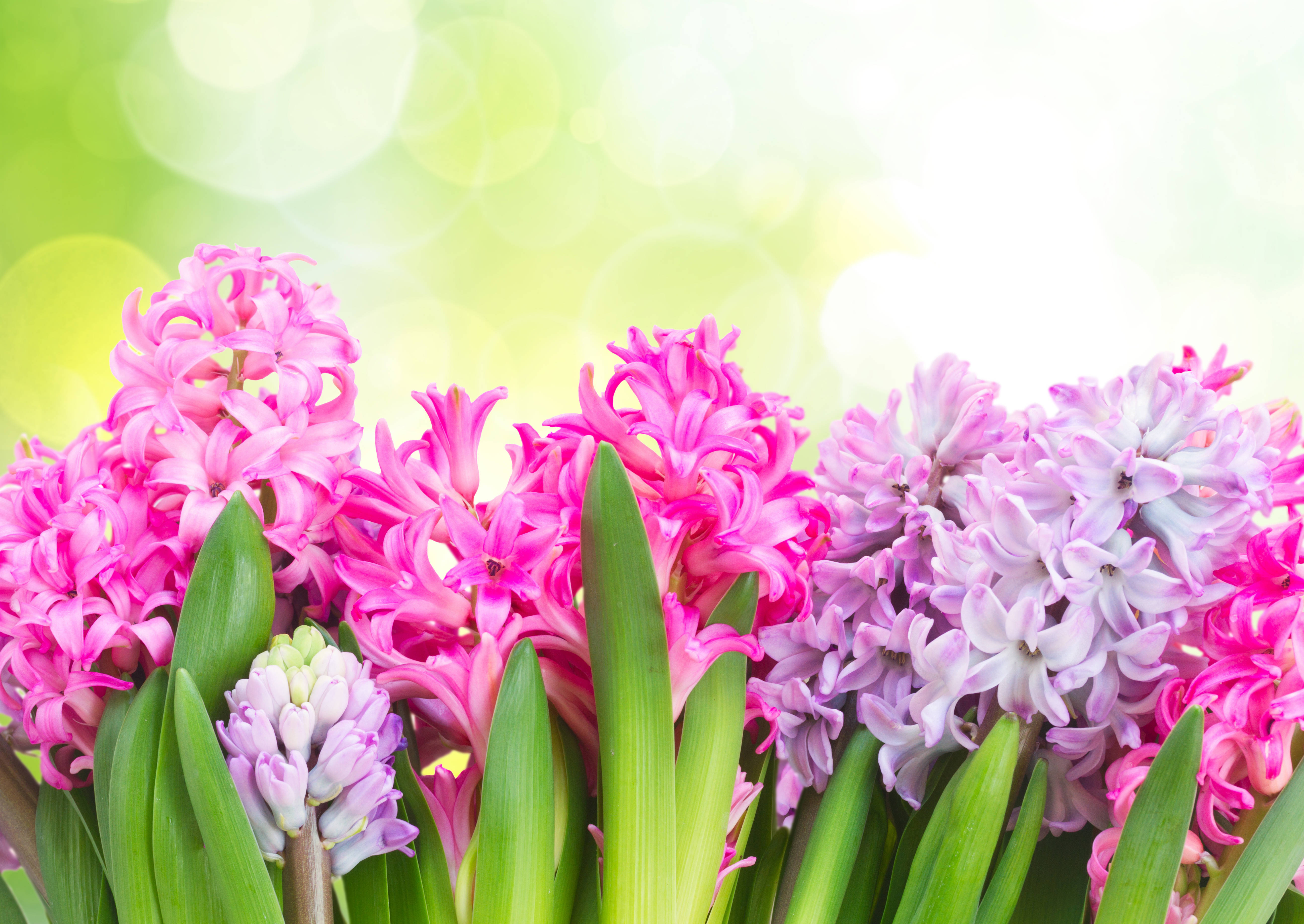 ヒヤシンスの花の種類いろいろ 壁紙