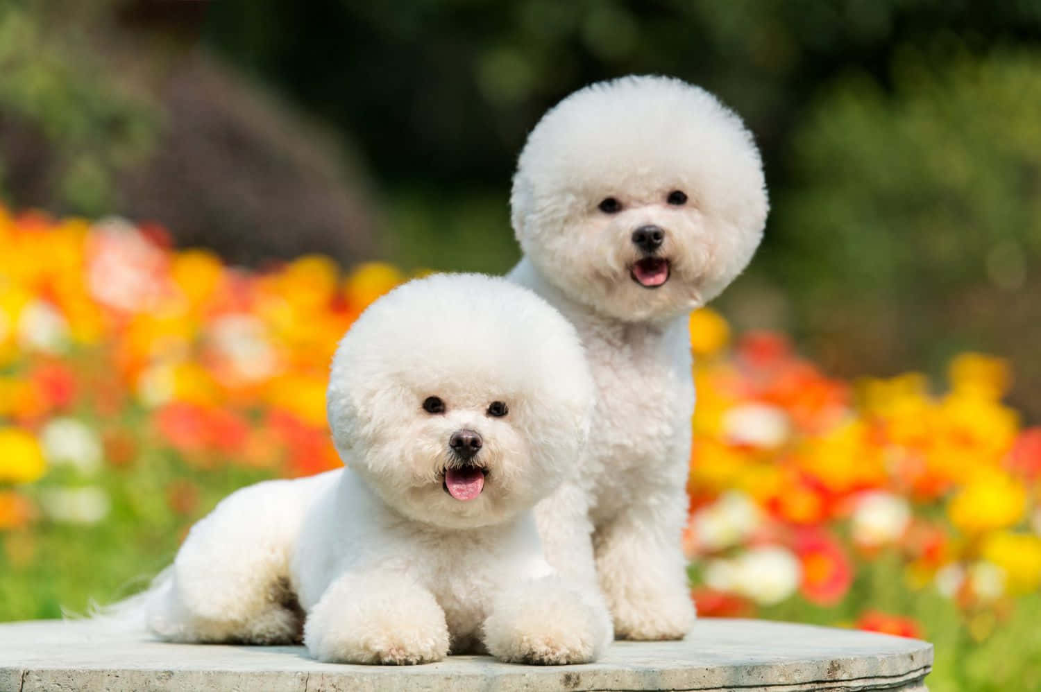 ビションフリーゼの子犬の写真 壁紙