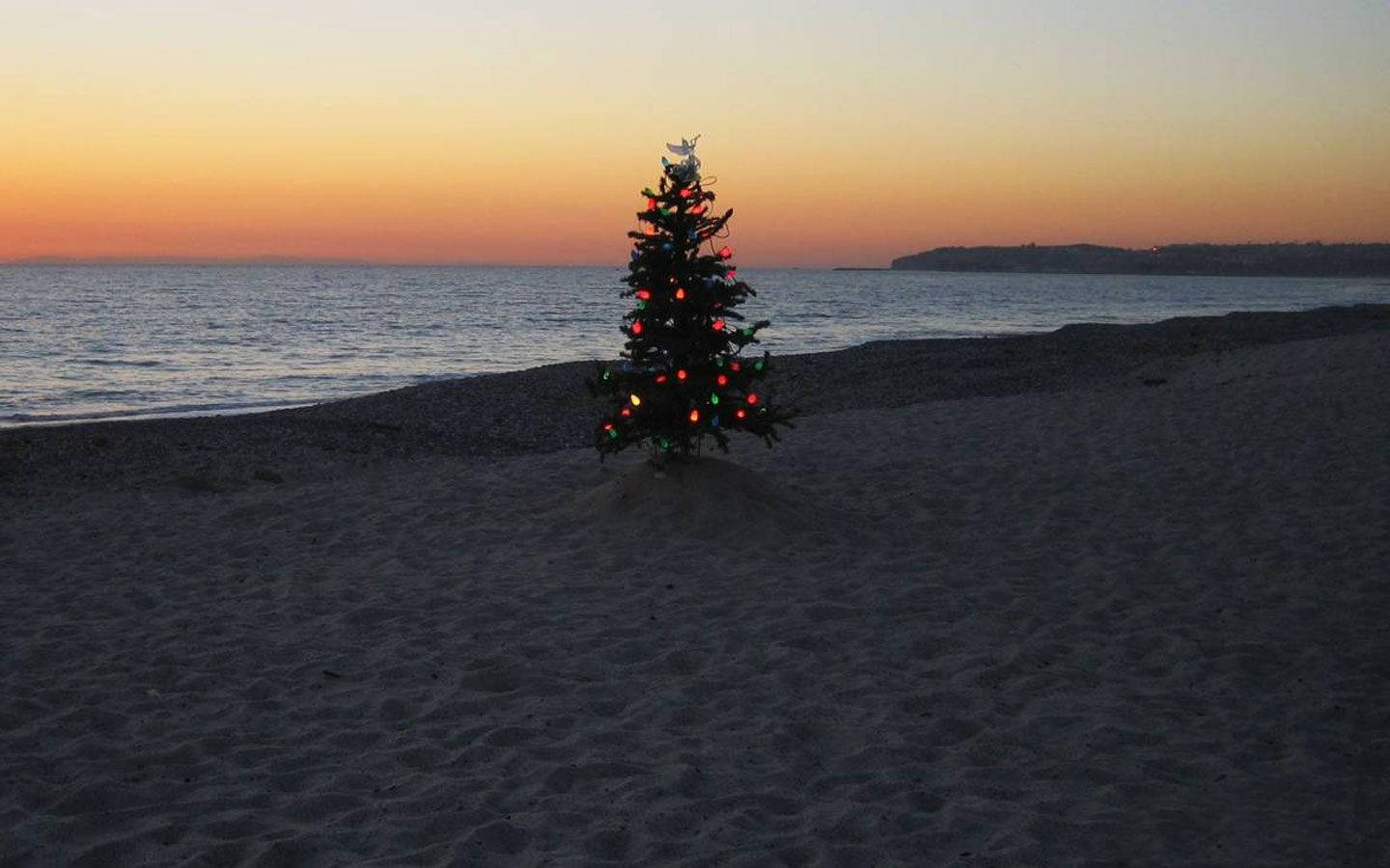 ビーチに置かれたオーストラリアのクリスマスツリー 壁紙