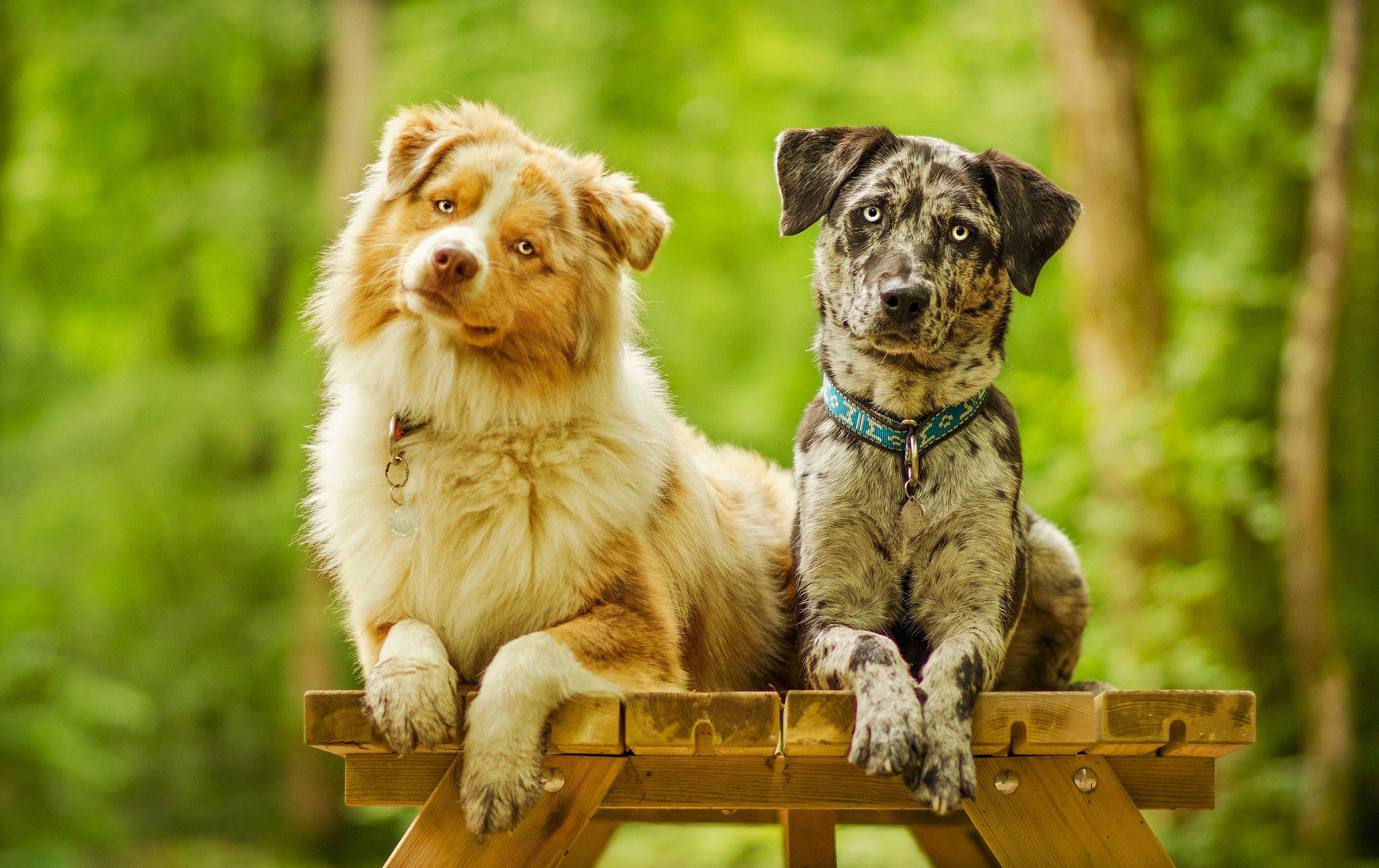 ピクニックテーブルでかわいい犬 壁紙