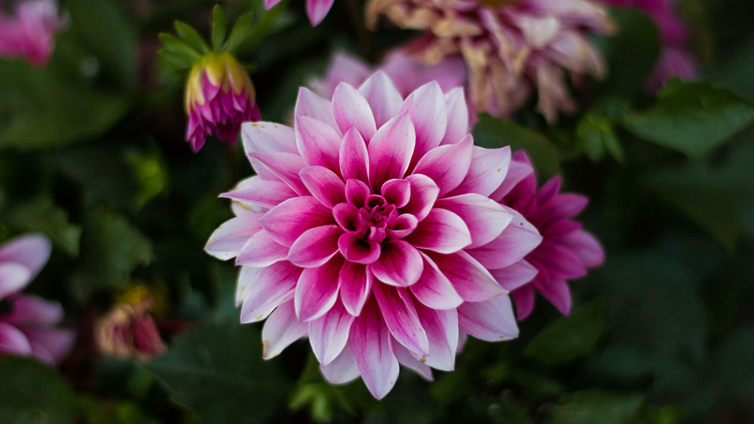ピンクのダリアの花のクローズアップ 壁紙