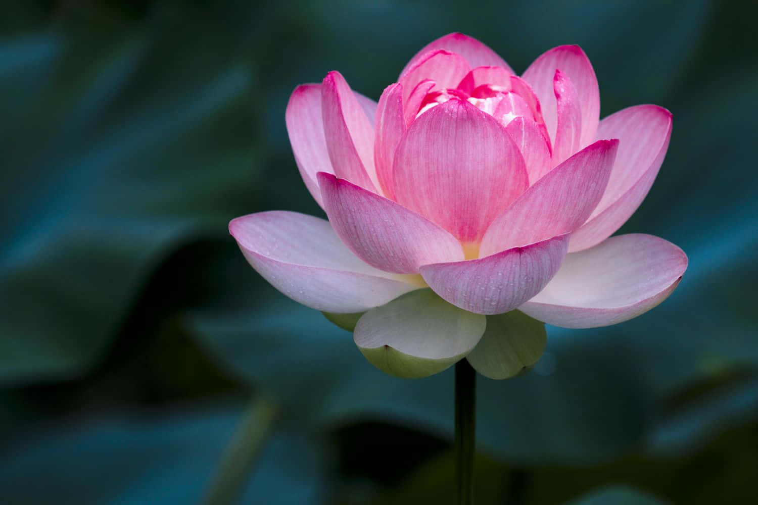 花の画像