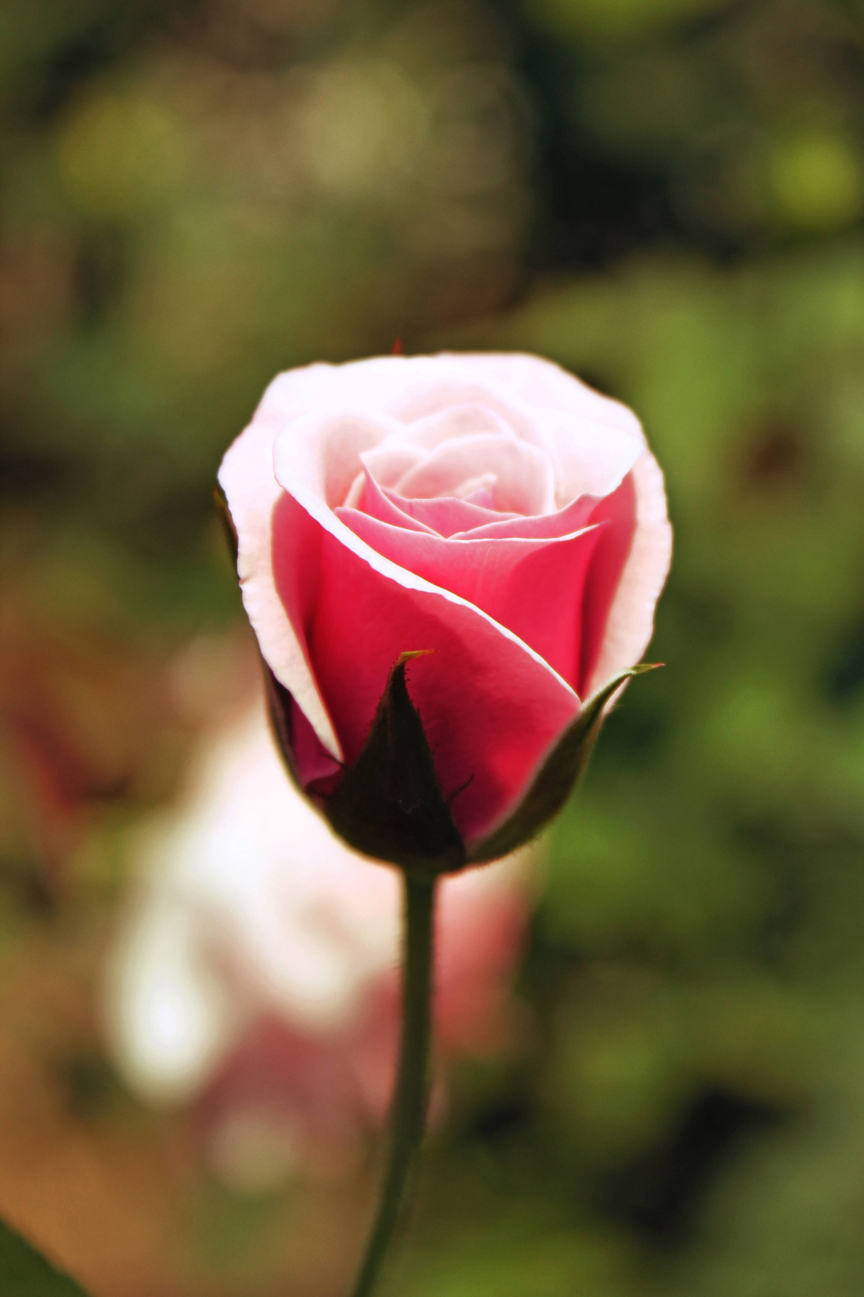 ピンクのバラの花 壁紙