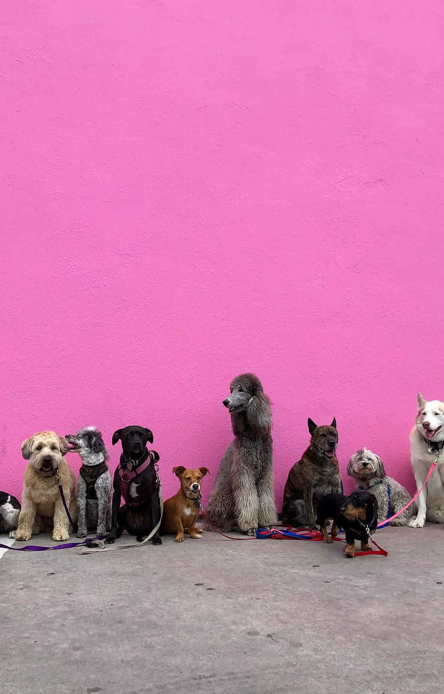ピンクの子犬のぬいぐるみが枕に寄り添っている 壁紙