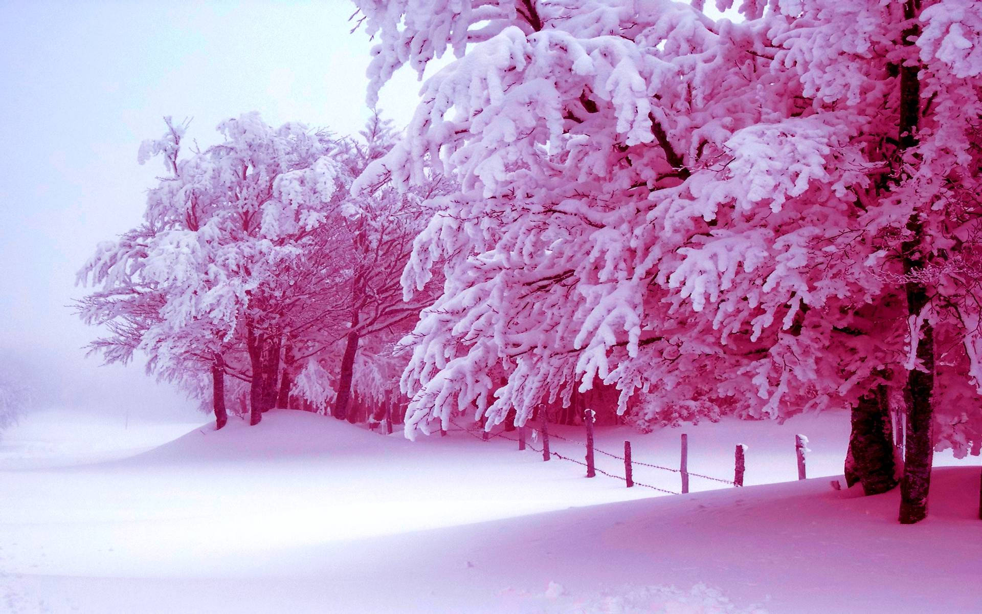 ピンクの木と雪の風景 壁紙
