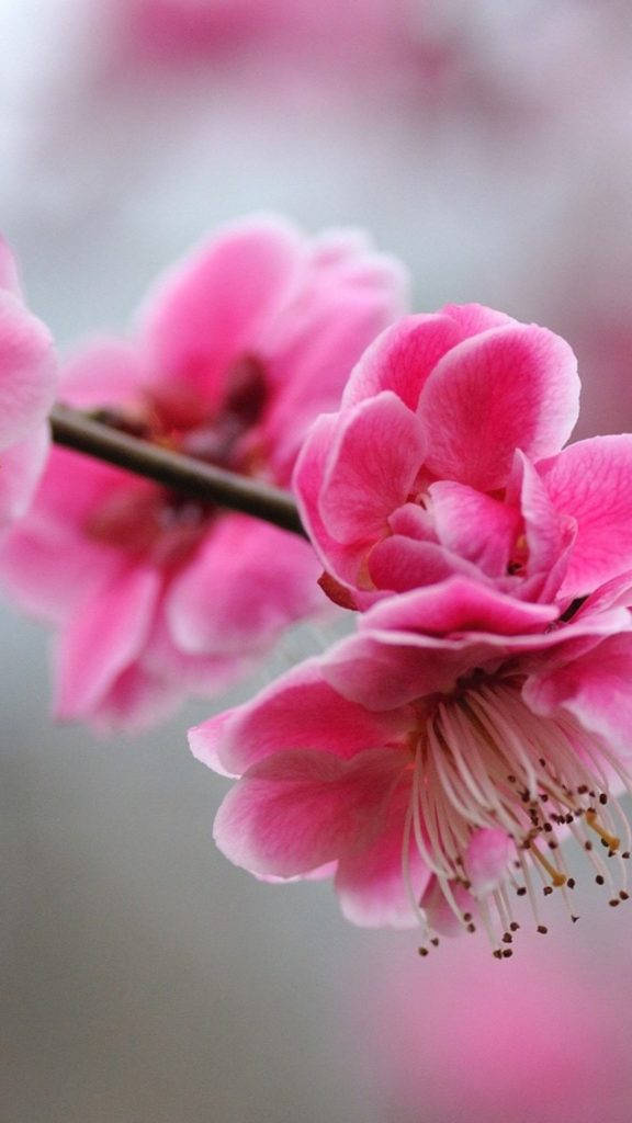ピンクの桜 かわいいガーリーなスマホ画面 壁紙