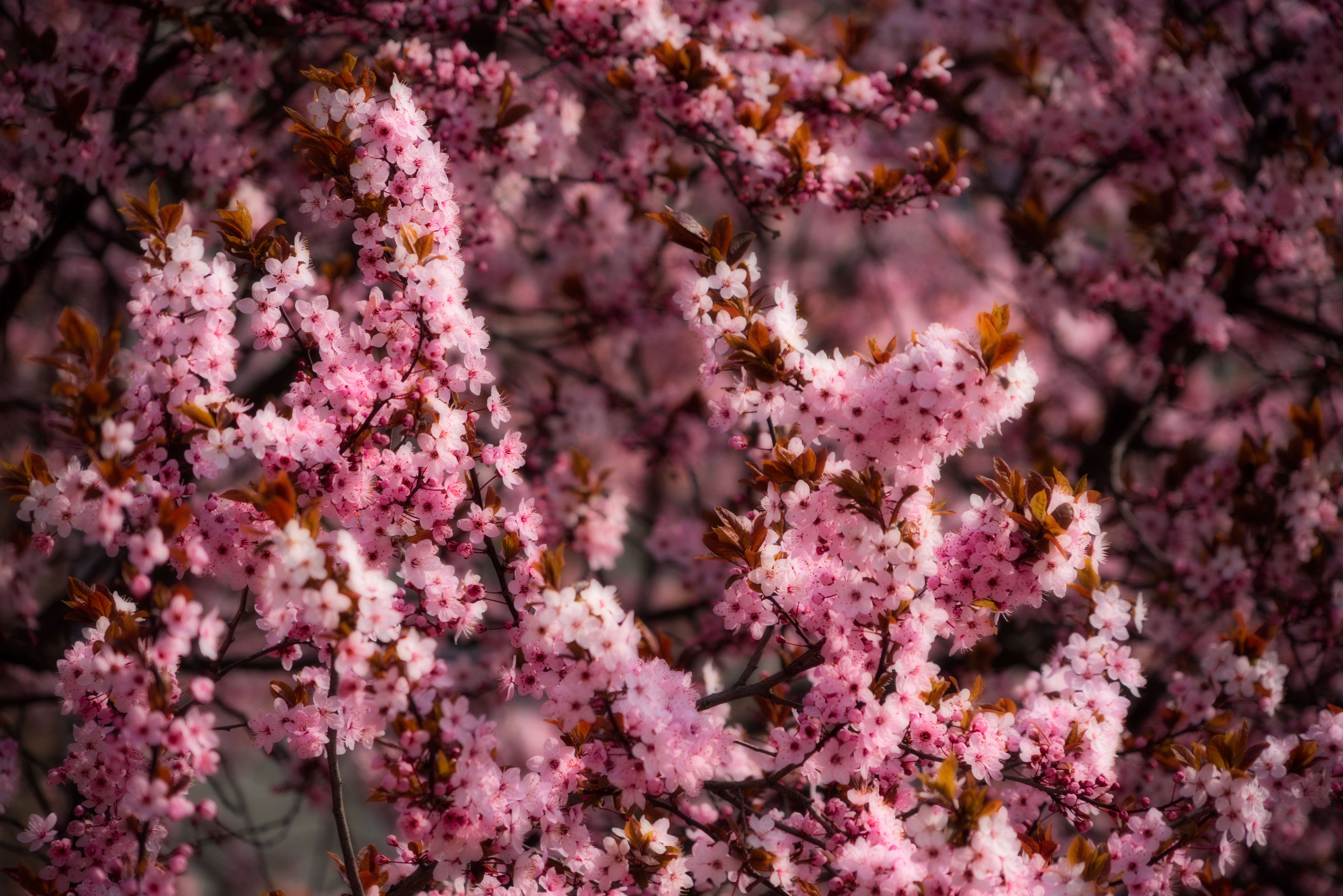 ピンクの桜の春 壁紙