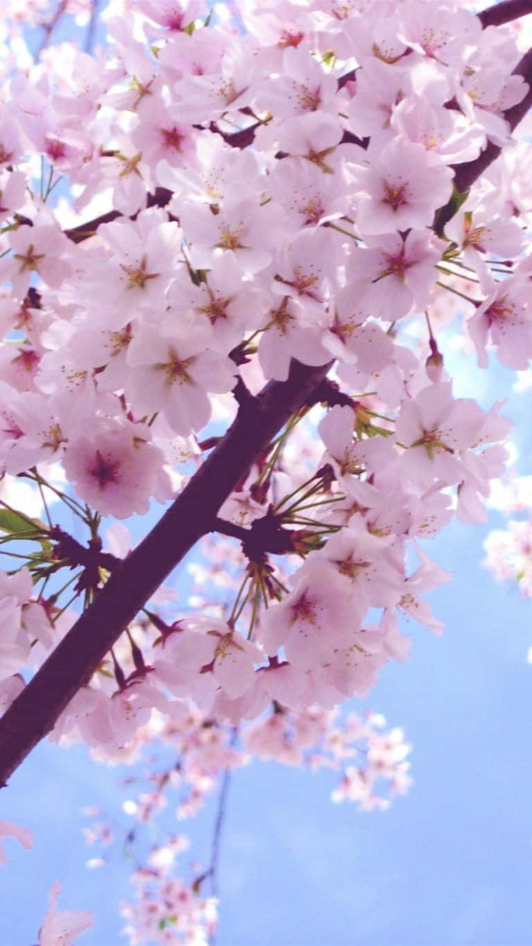 ピンクの桜の木と青い空 壁紙