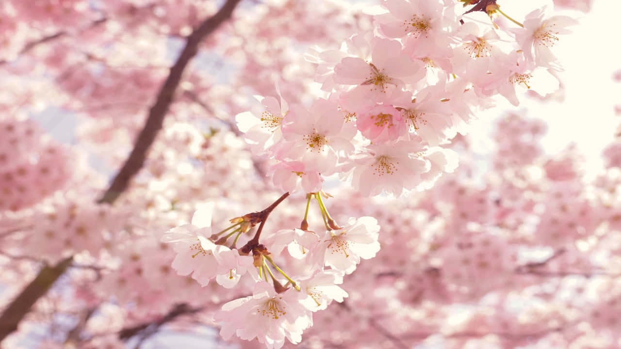 ピンクの桜の木に白い花 壁紙