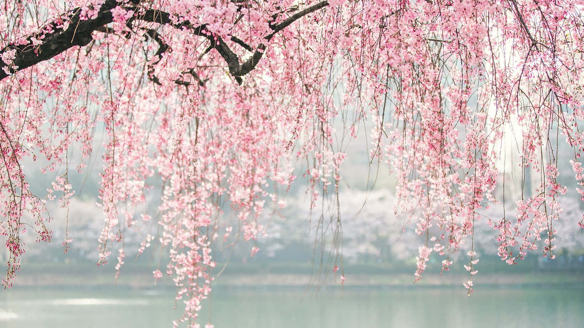 ピンクの桜の枝 壁紙