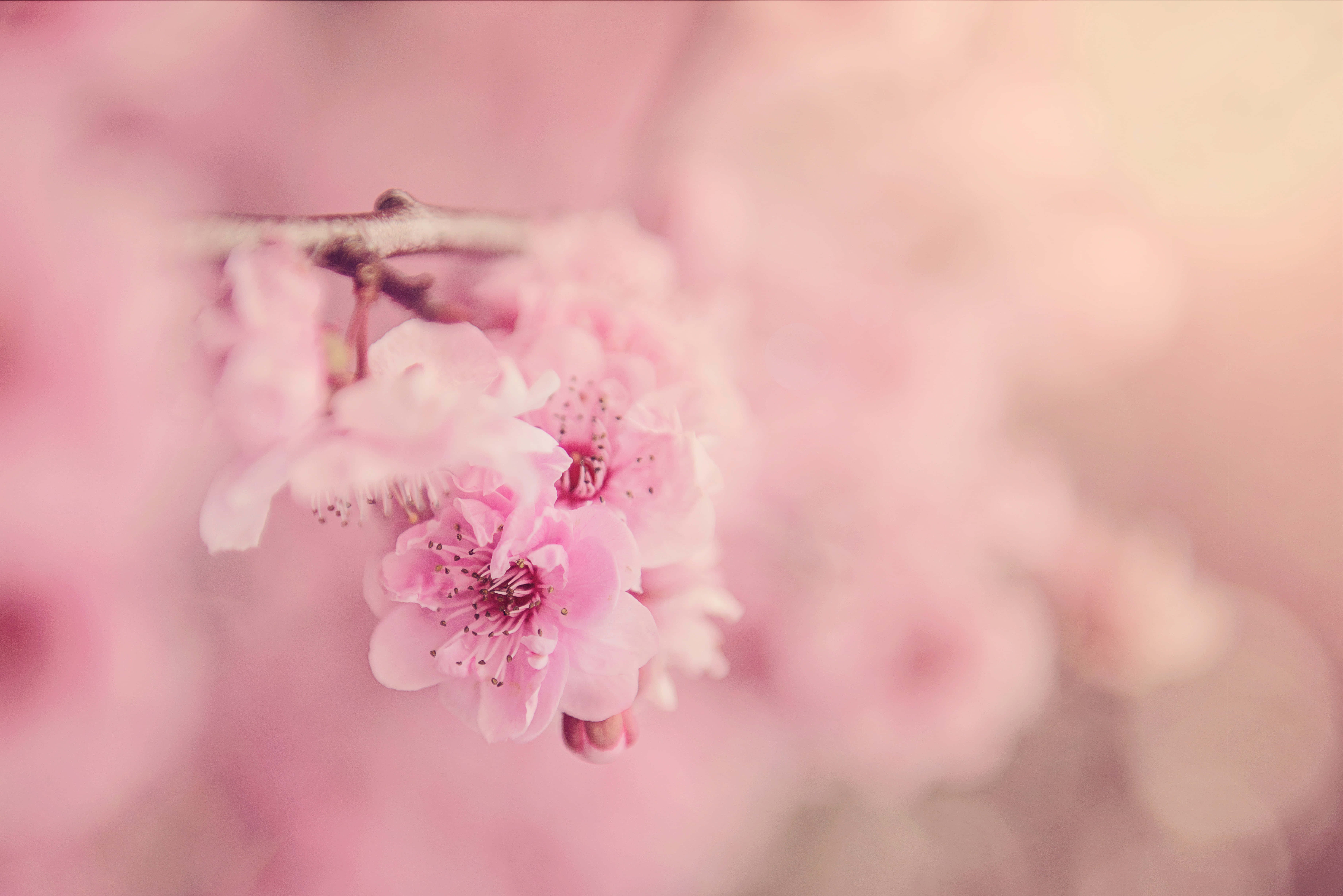 ピンクの桜の花の写真 壁紙