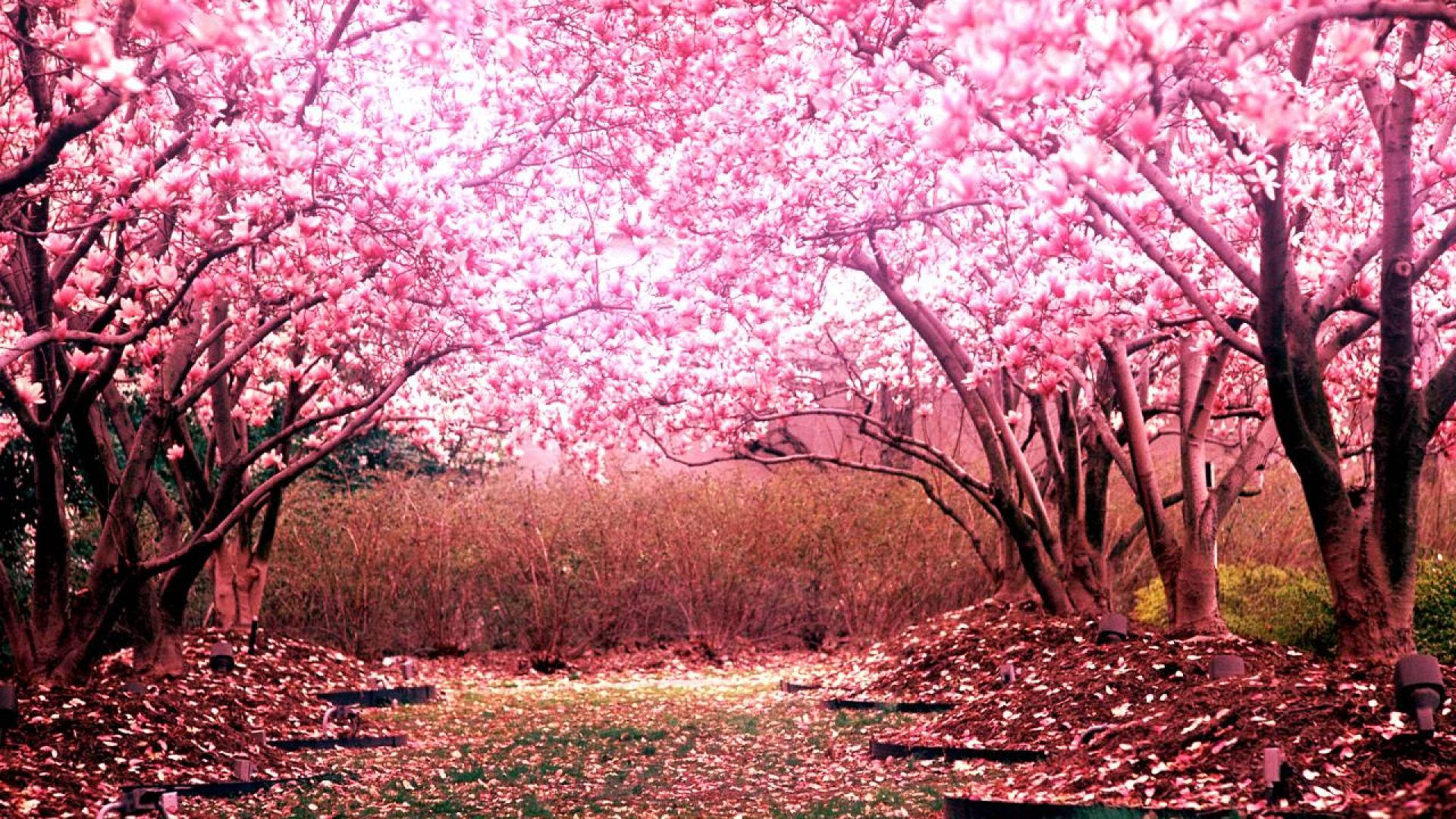 ピンクの桜並木の壁紙