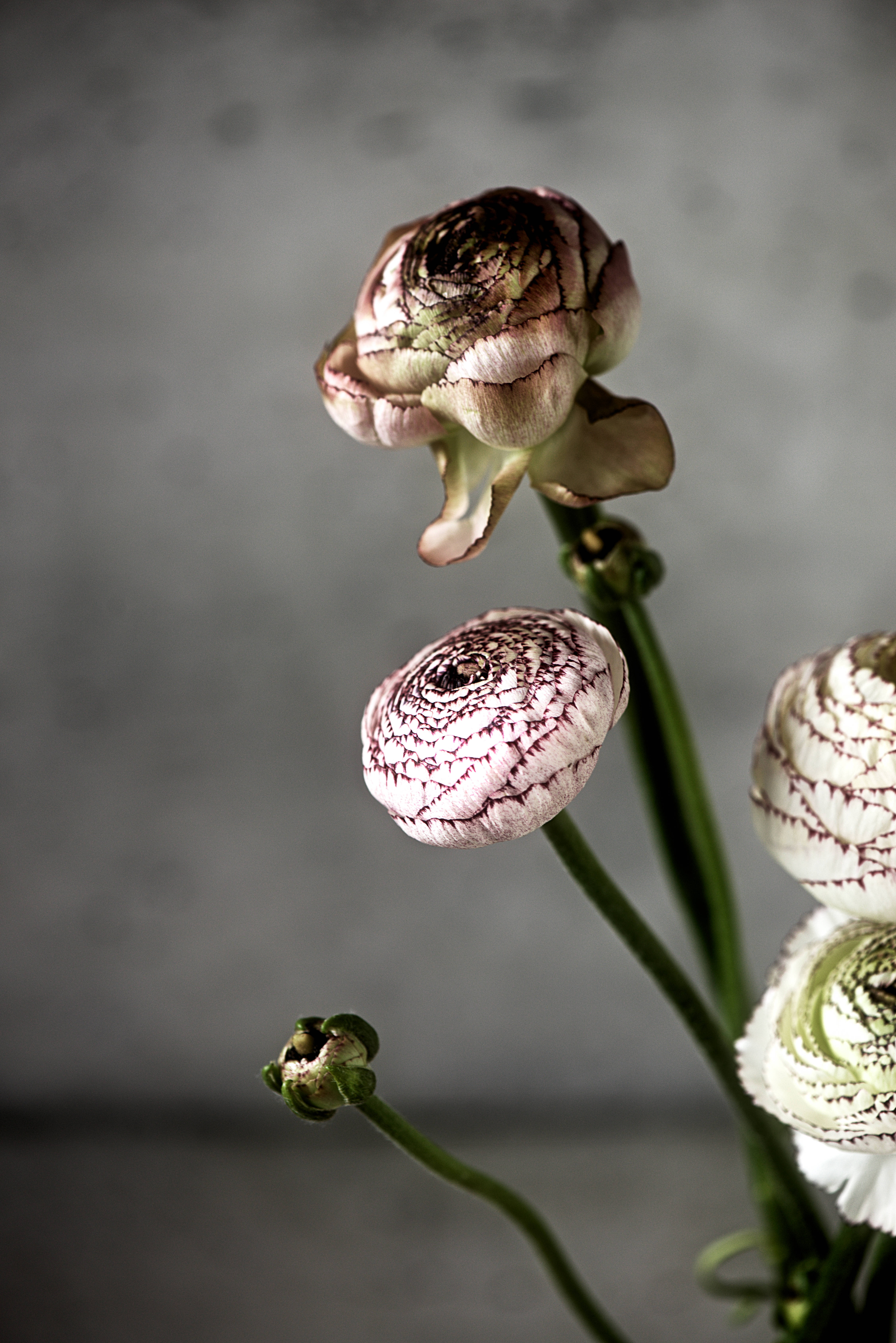 ピンクの濃い花びらと茎の花 壁紙