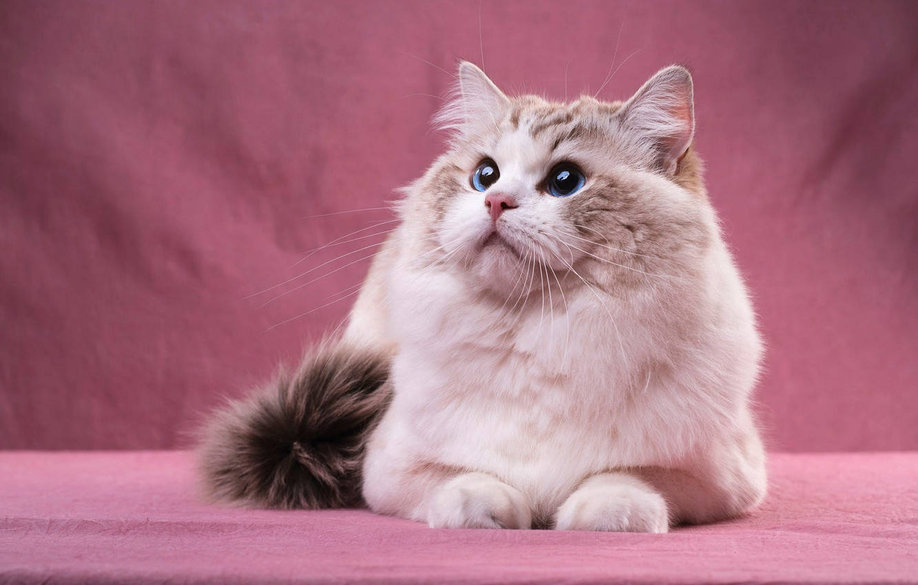 ピンクの猫とカーテン 壁紙