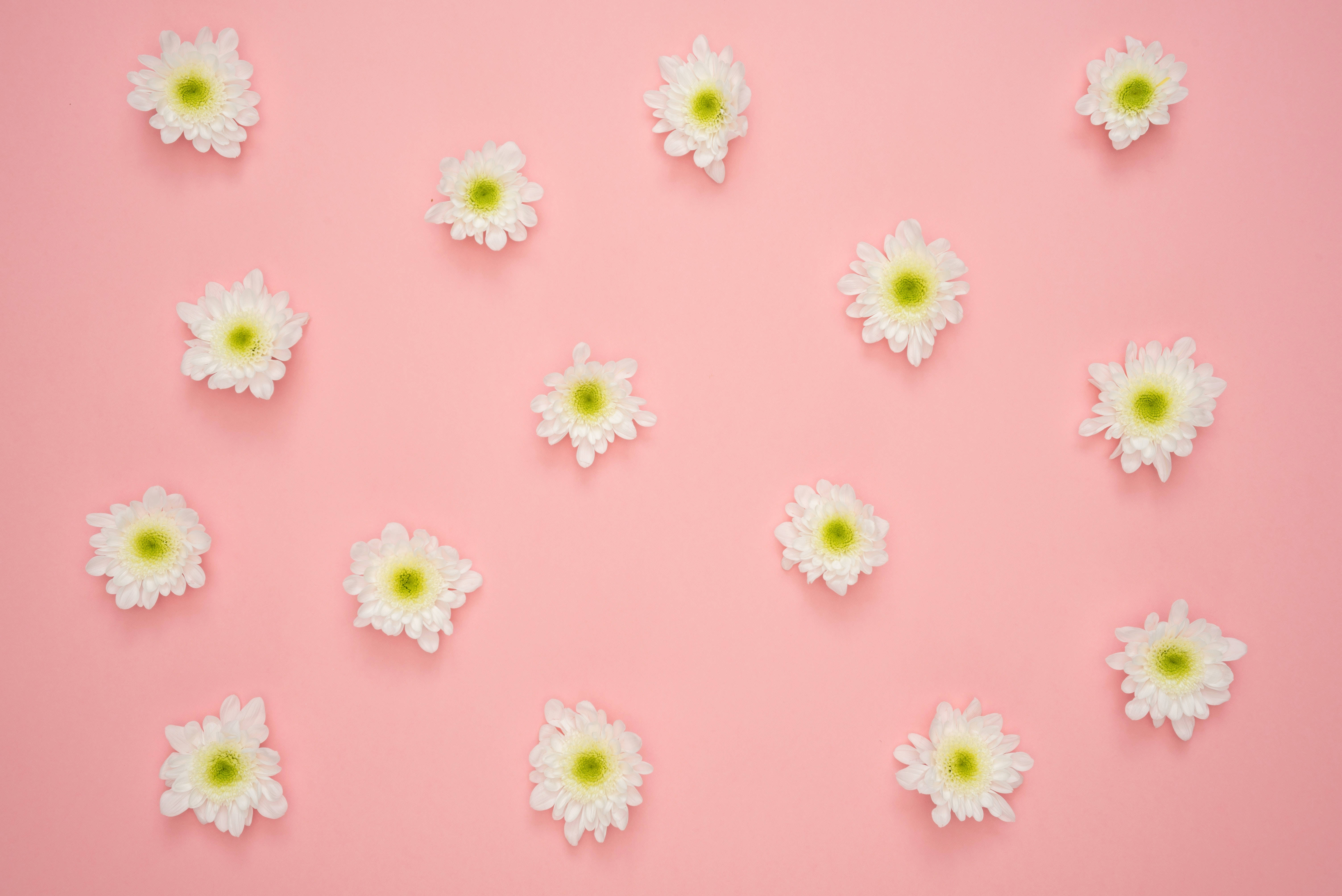 ピンクの背景に白いデイジーの花 壁紙