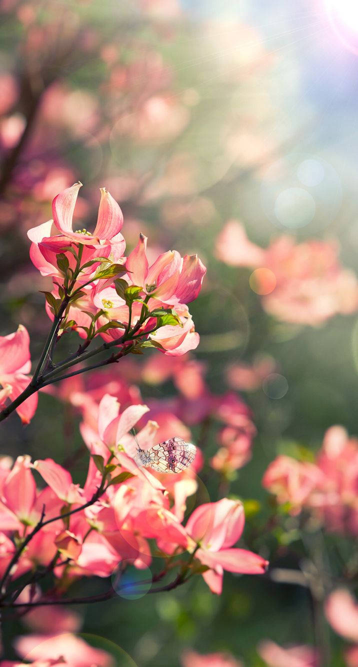 ピンクの花 フローラル iPhone 壁紙