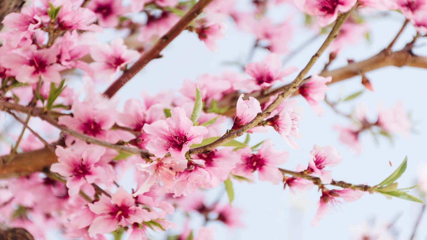 ピンクの花が咲く木の枝と葉 壁紙