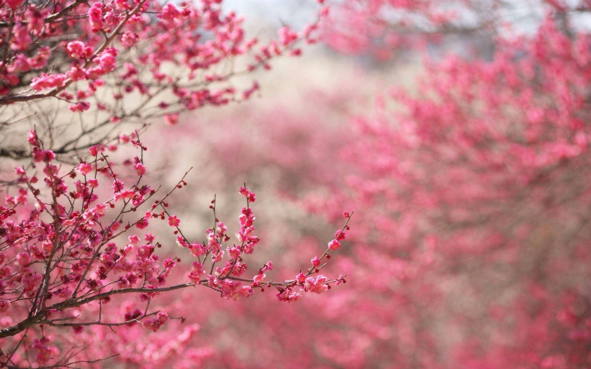 ピンクの花が咲く枝 壁紙