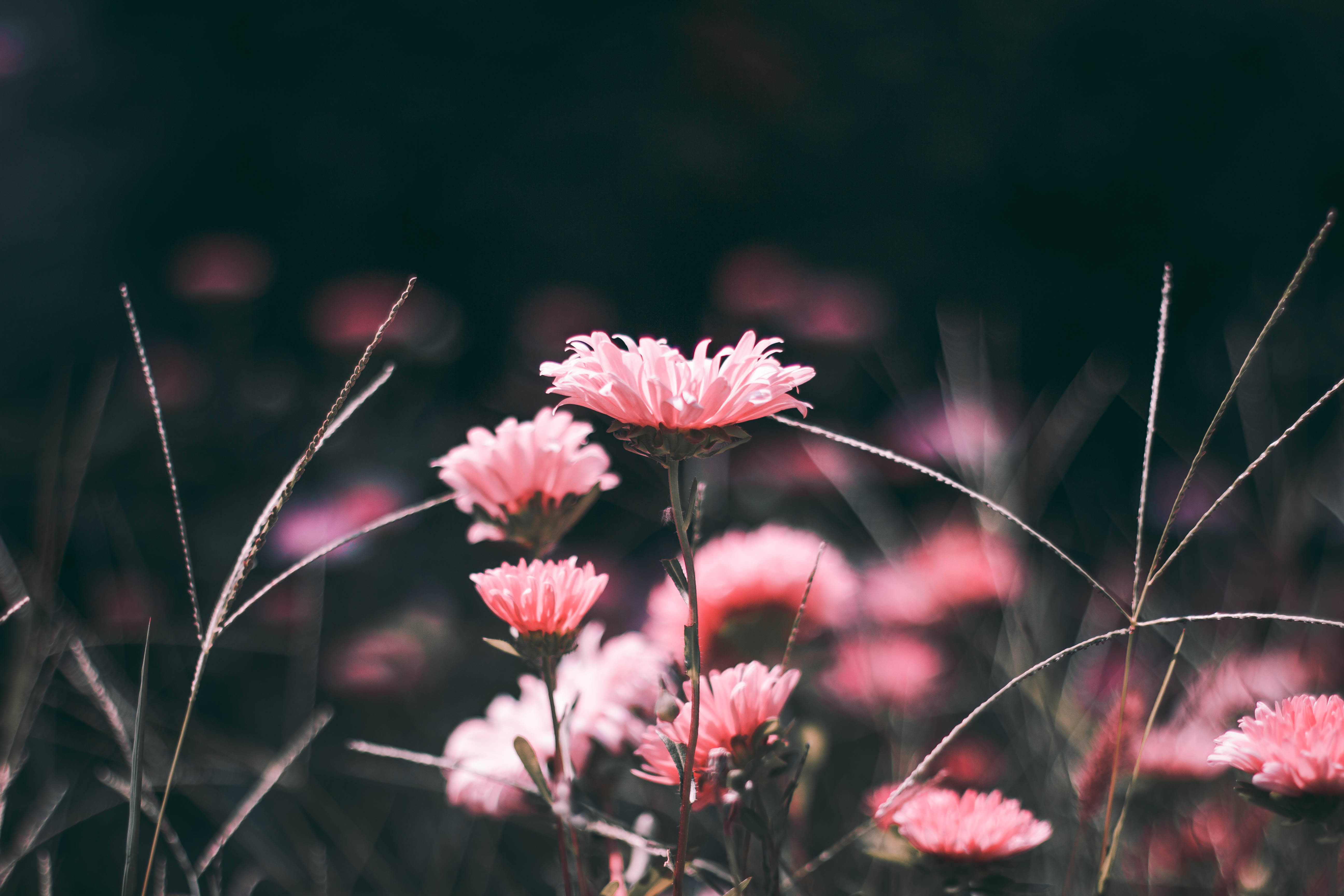 ピンクの花が咲く草原の美しい風景 壁紙