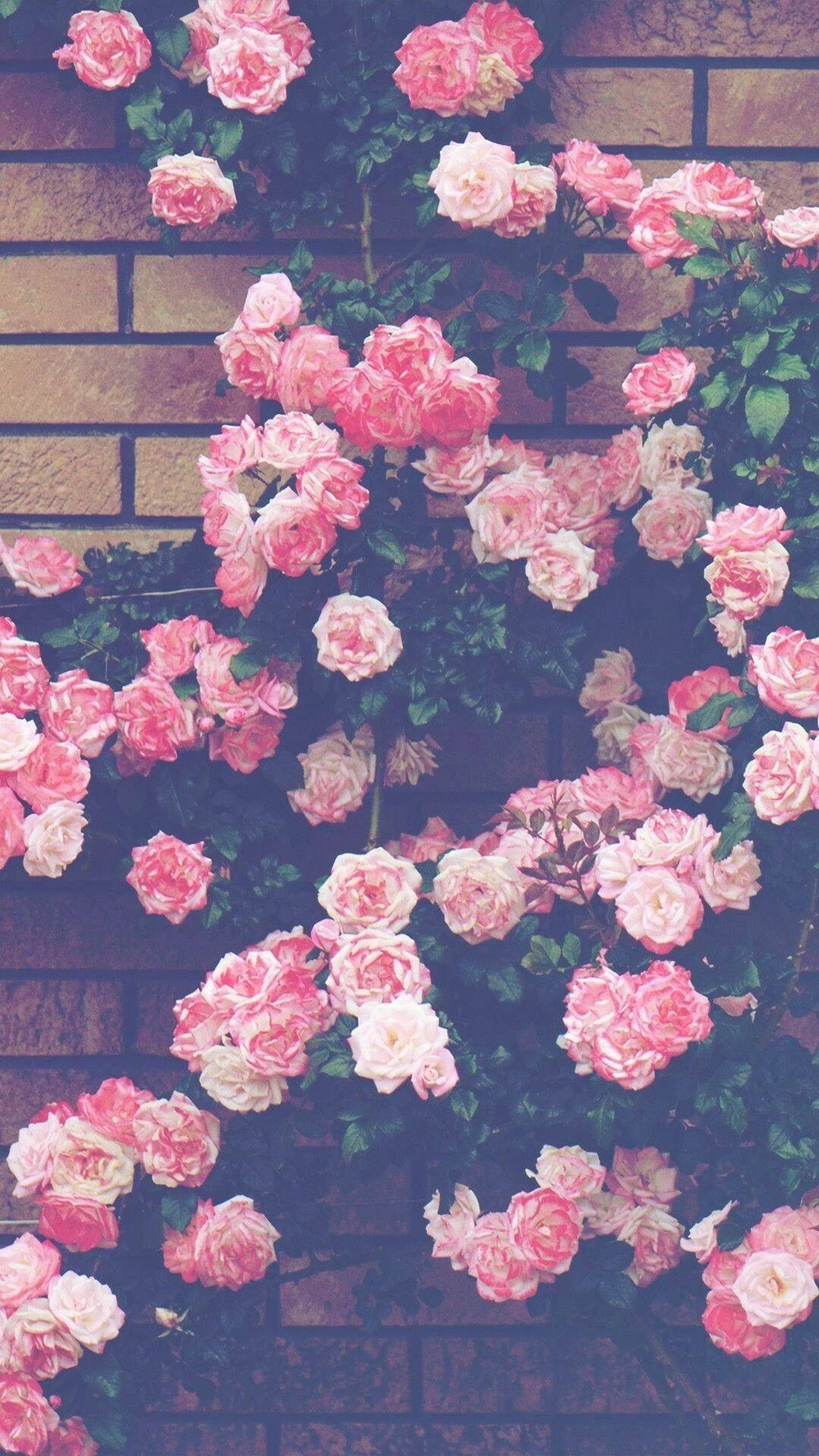 ピンクの花が壁に咲く魅惑的な美しさ 壁紙