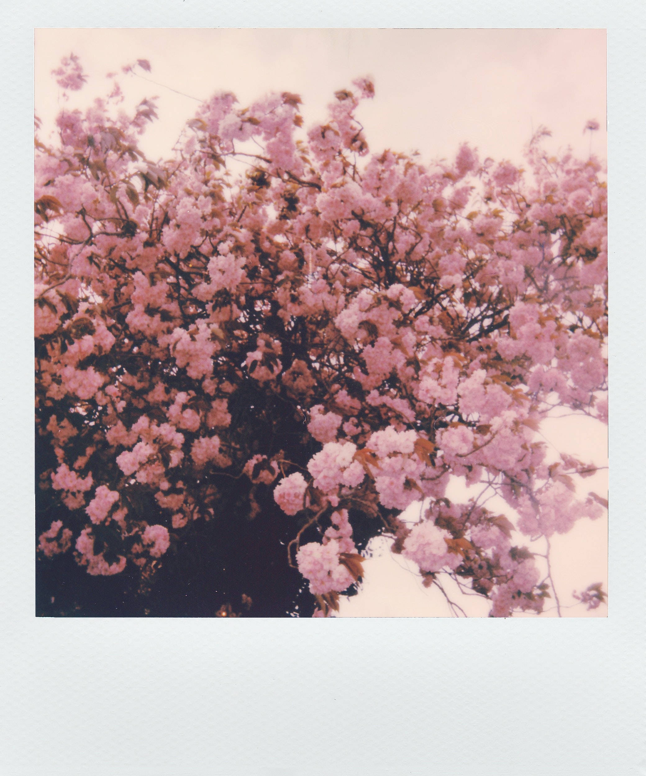 ピンクの花のポラロイド写真 エステティック 壁紙