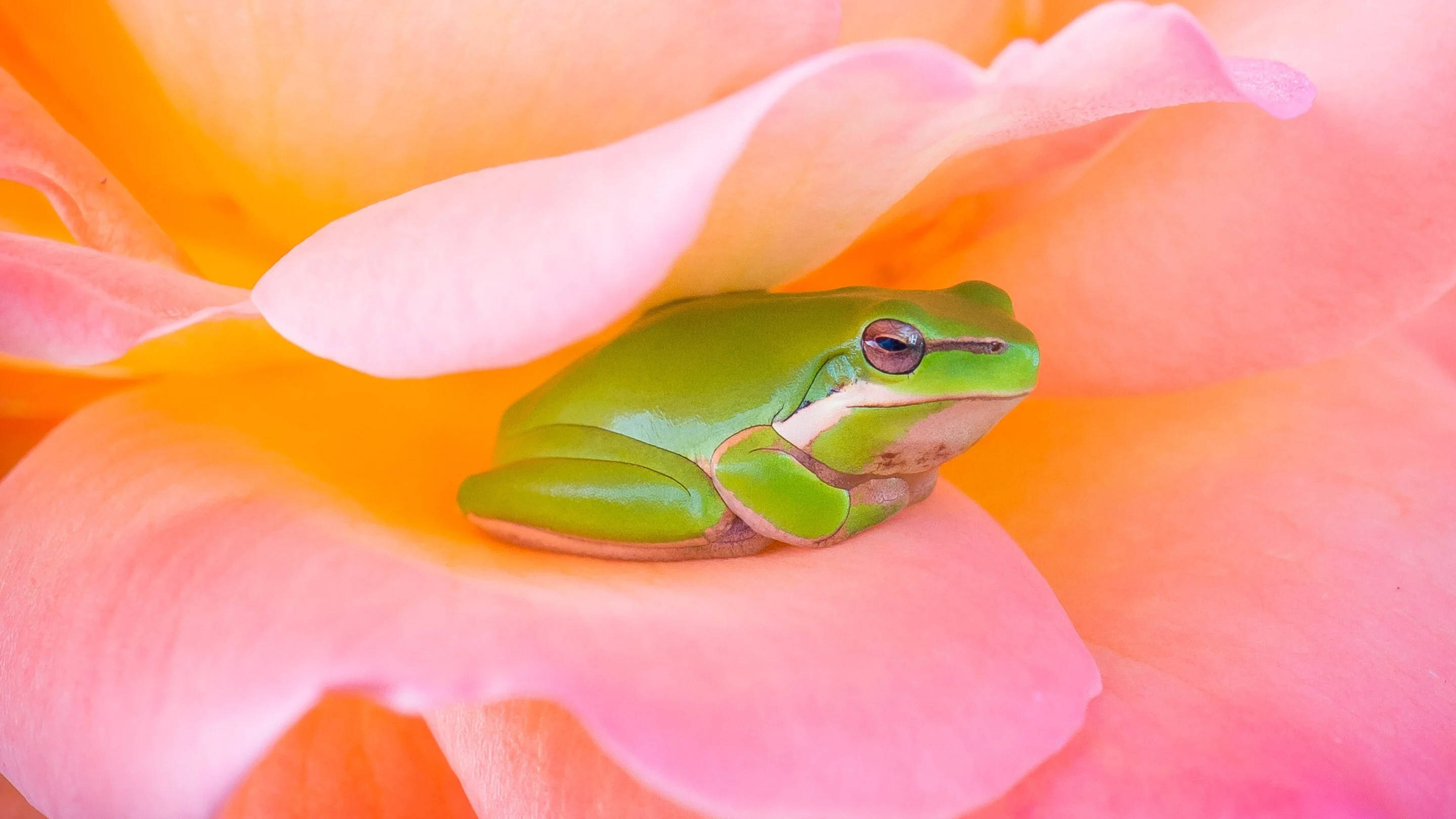 ピンクの花の中の可愛いカエル 壁紙