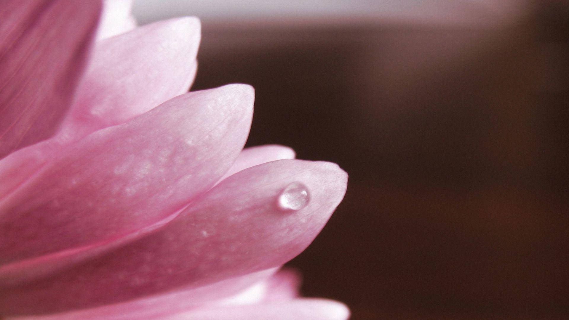 ピンクの花の水滴 壁紙