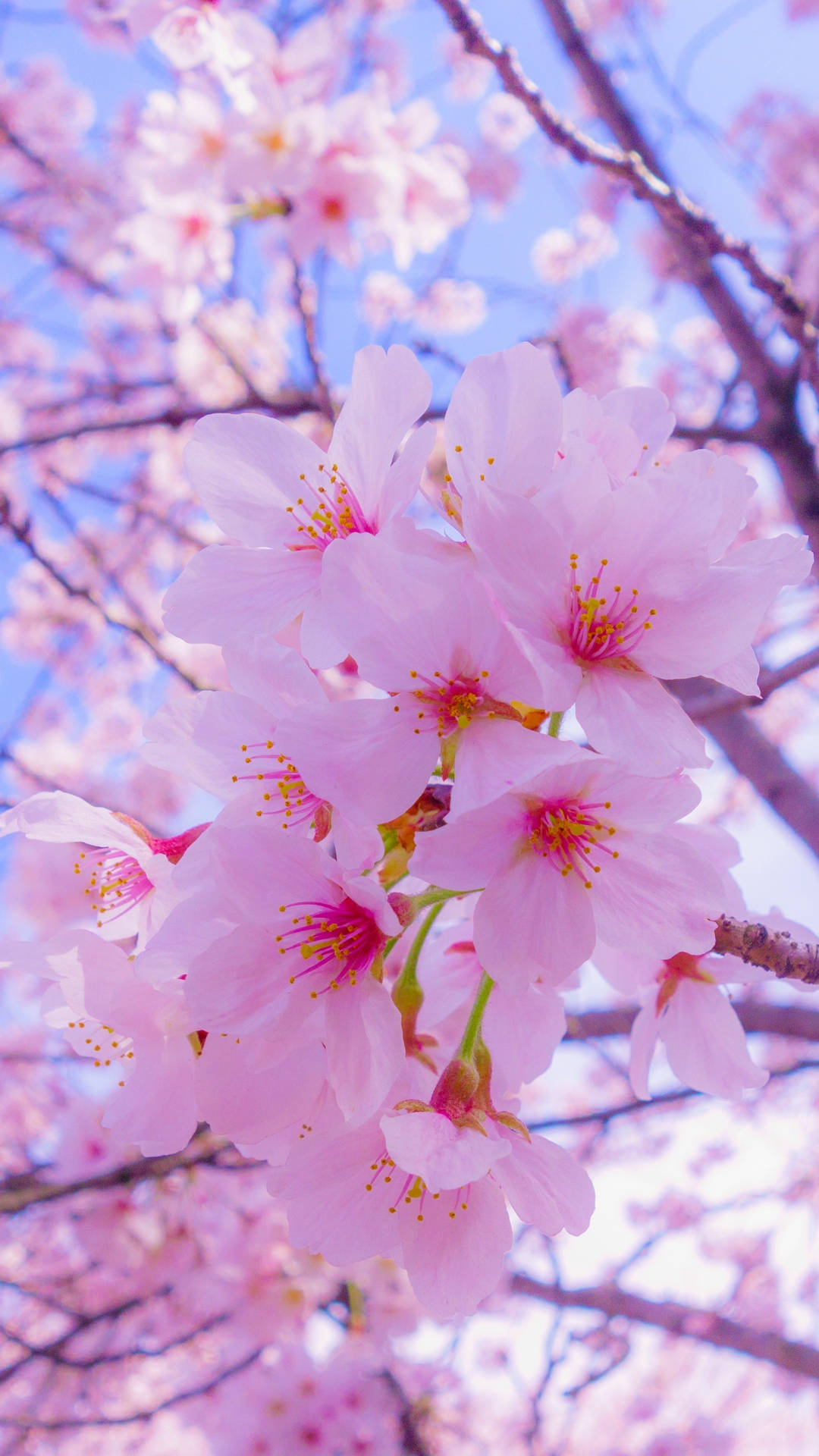 ピンクの花びらが可愛いiPhone壁紙 壁紙