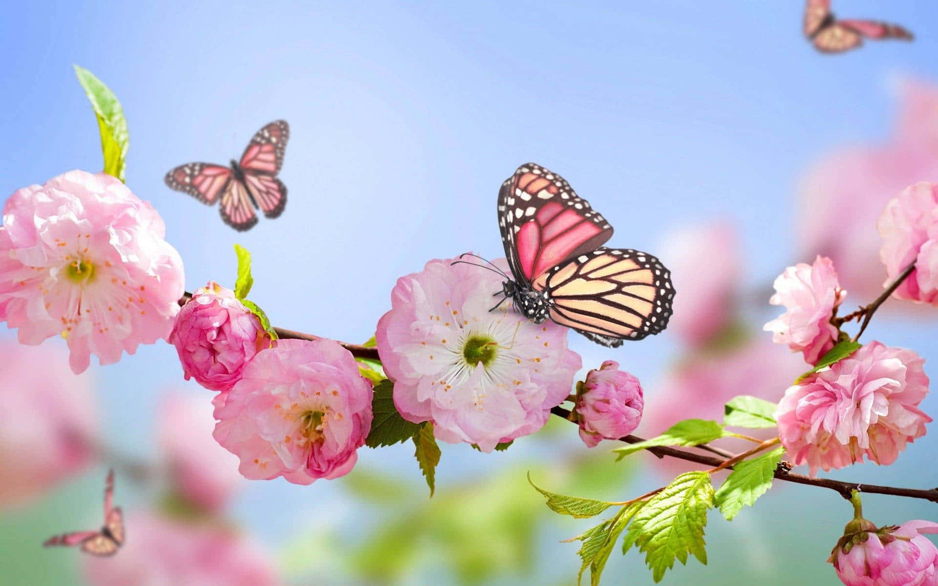 ピンクの花びらに蝶がとまっている 壁紙