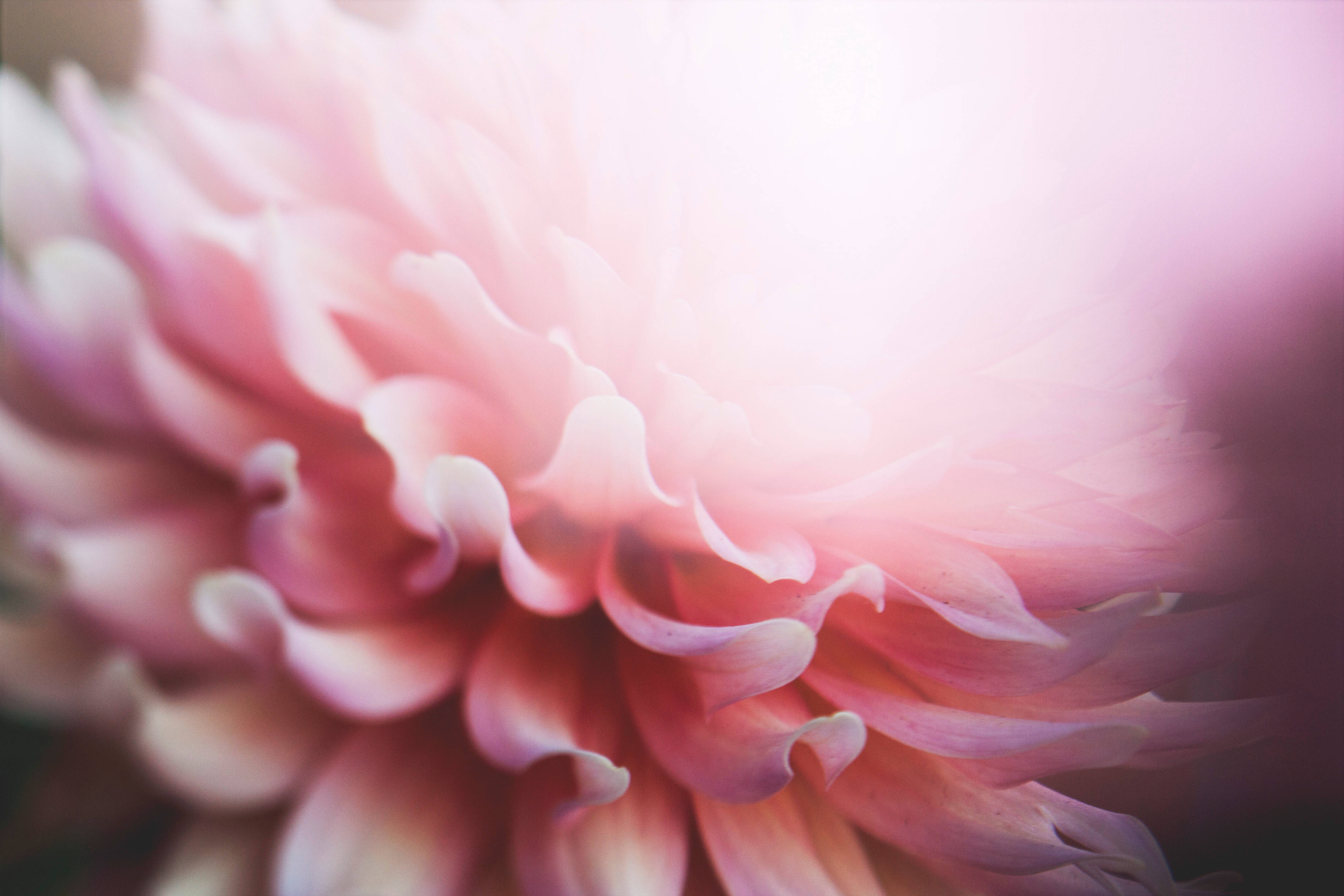 ピンクの花びらの美的な花 壁紙