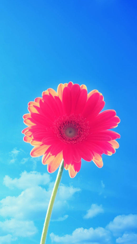 ピンクの花びらの花 iPhone 壁紙