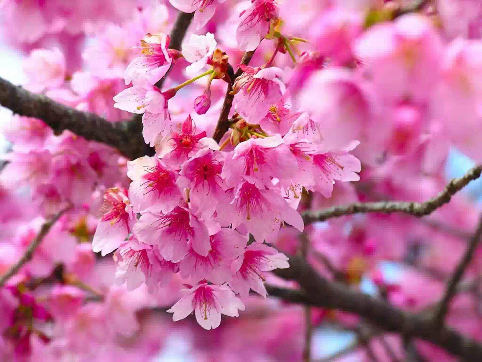ピンクの花咲く桜の木 壁紙
