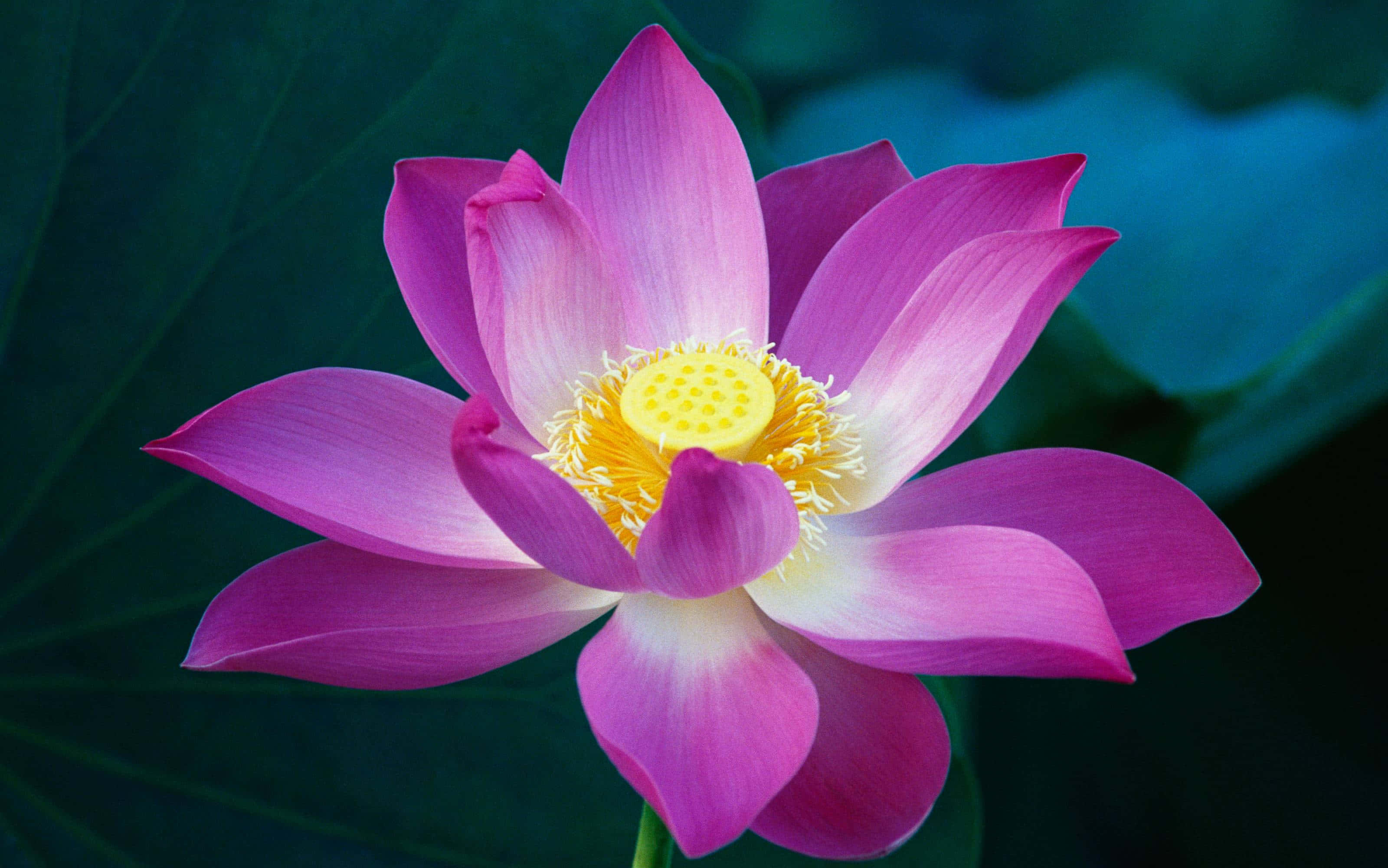 ピンクの蓮の花と緑の葉 壁紙