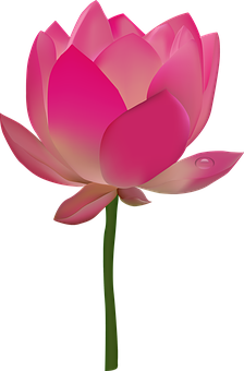 ピンクの蓮の花のイラスト 壁紙