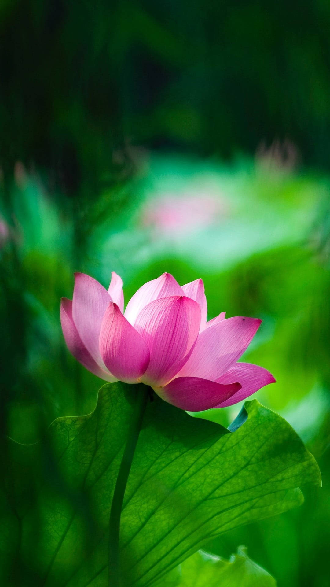 ピンクの蓮の花モバイル 壁紙