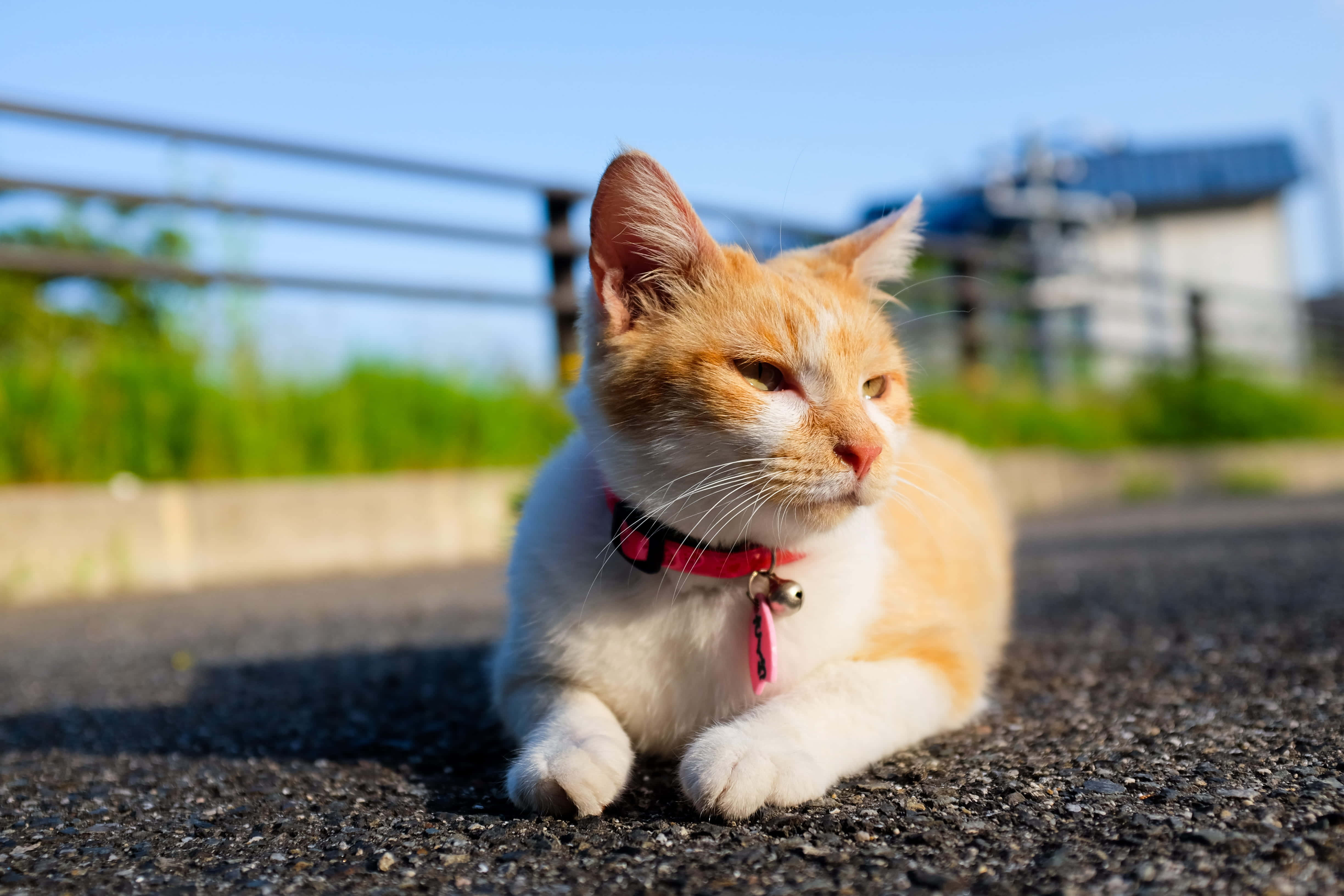 ピンクの首輪をつけた猫が道に寝そべっている 壁紙