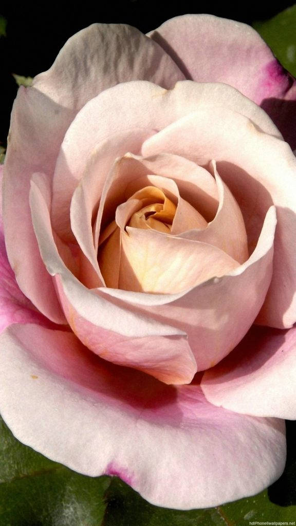 ピンクローズの花 iPhone 壁紙