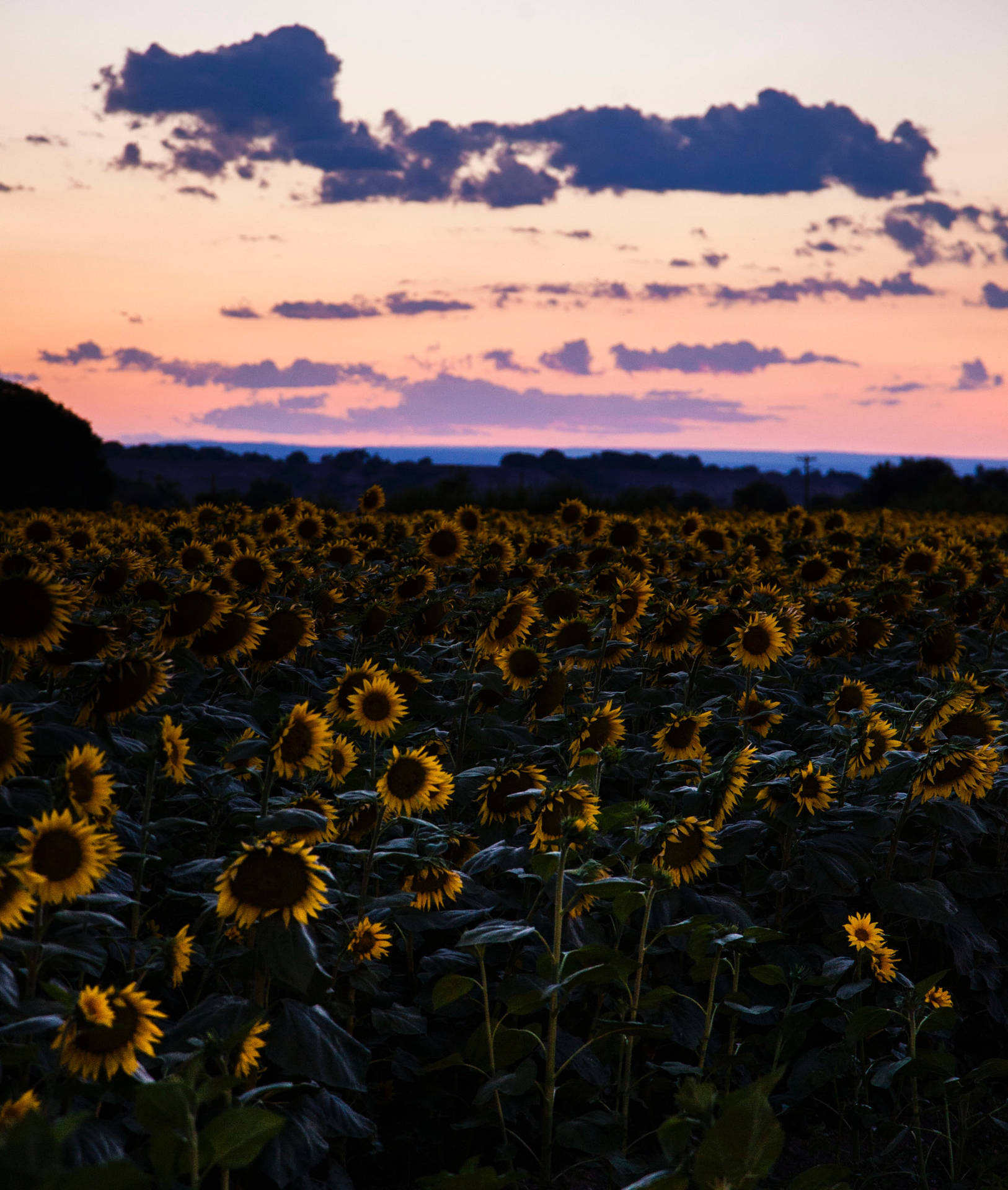 夕焼け後のピンク色の空と雲が広がる、薄暗い午後のひまわり畑