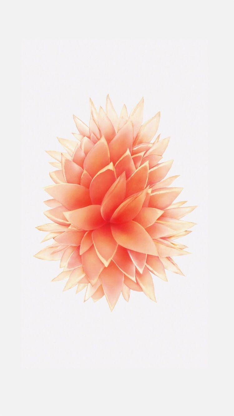ピーチ色の花 iPhone SE 壁紙